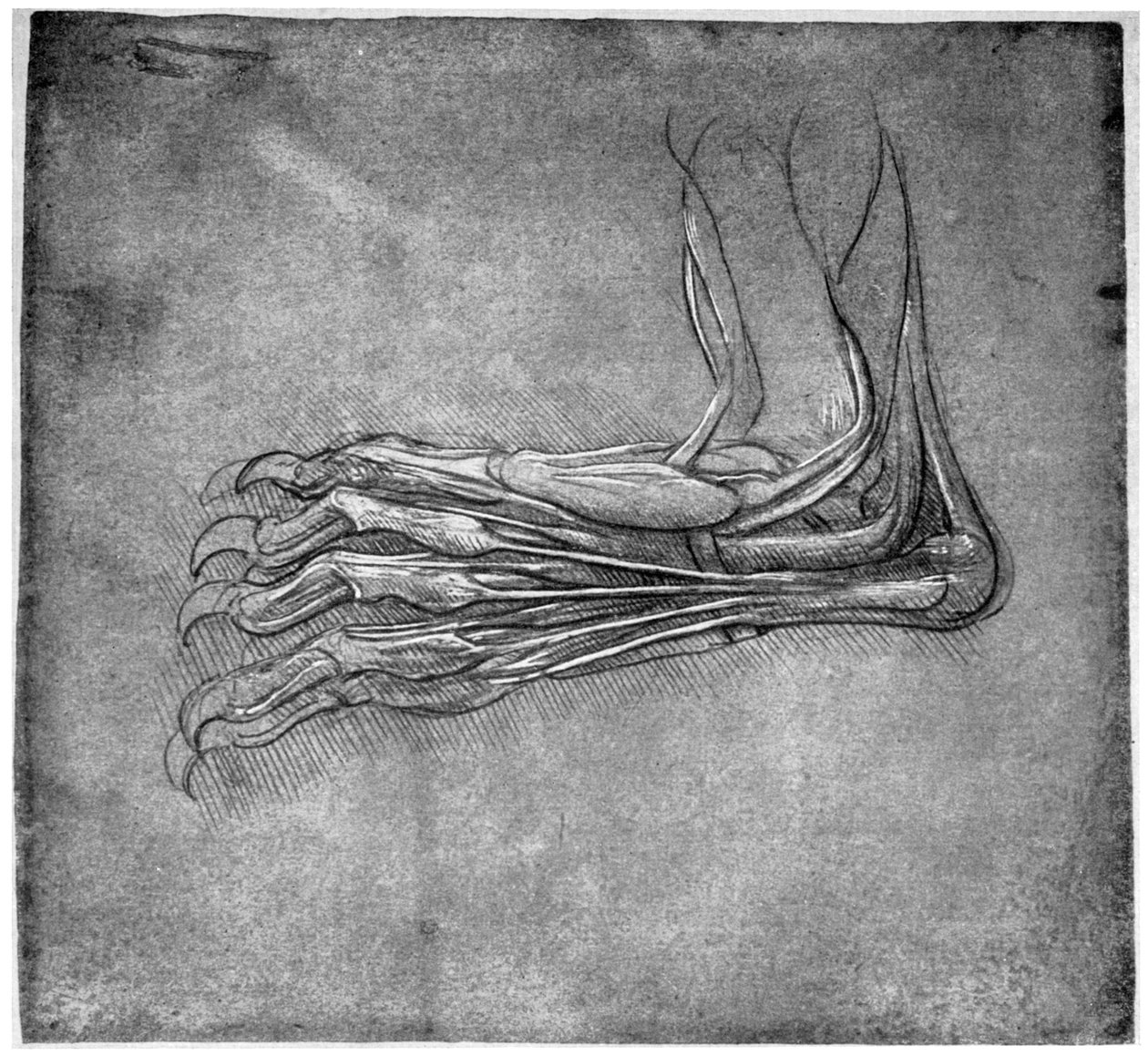 Muscles et tendons dans un pied, possiblement d