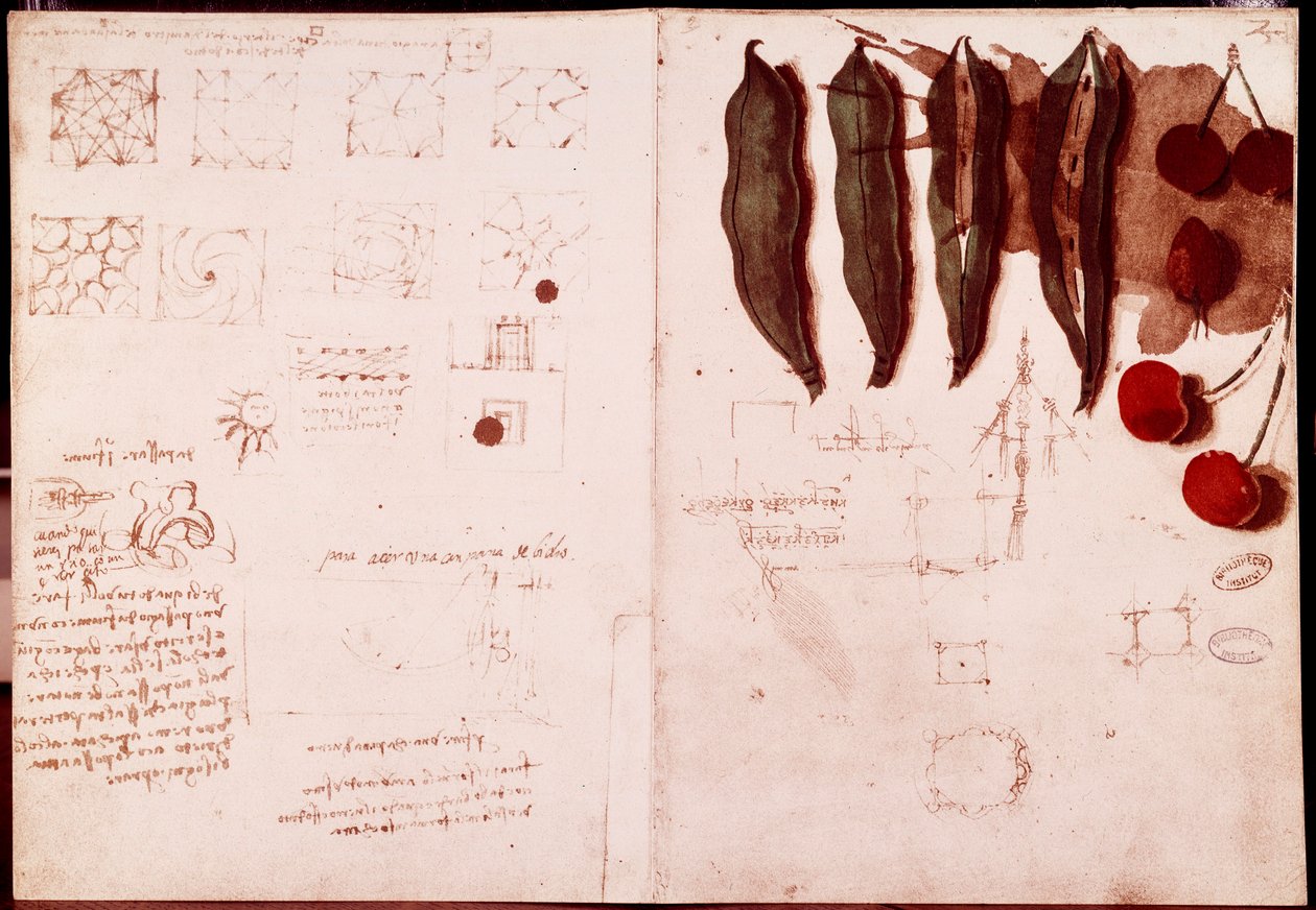 Notes et croquis de botanique et de géométrie - Leonardo da Vinci