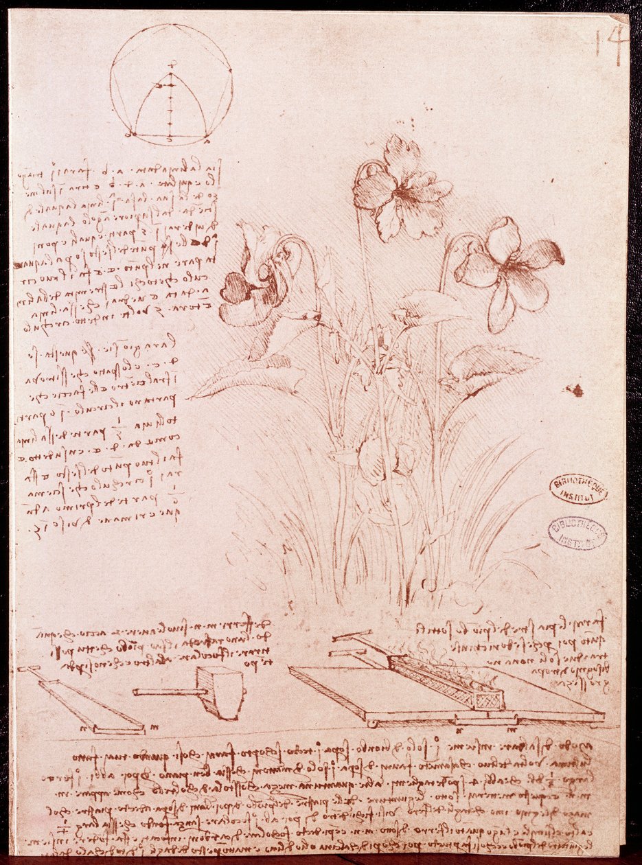 Notes et croquis de botanique et de géométrie : narcisse. - Leonardo da Vinci