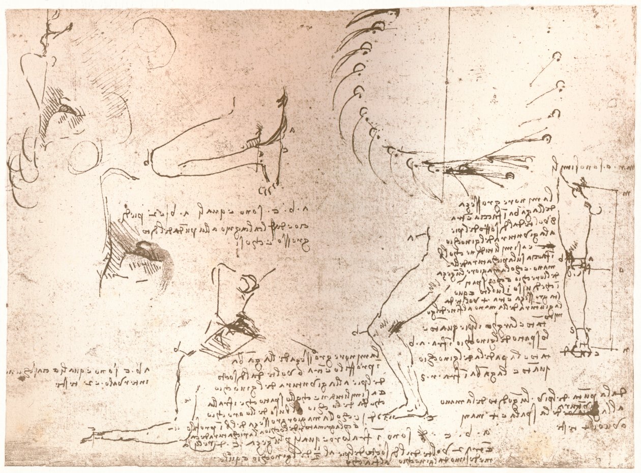 Croquis illustrant la théorie des proportions de la figure humaine, vers 1472-1519, 1883 - Leonardo da Vinci