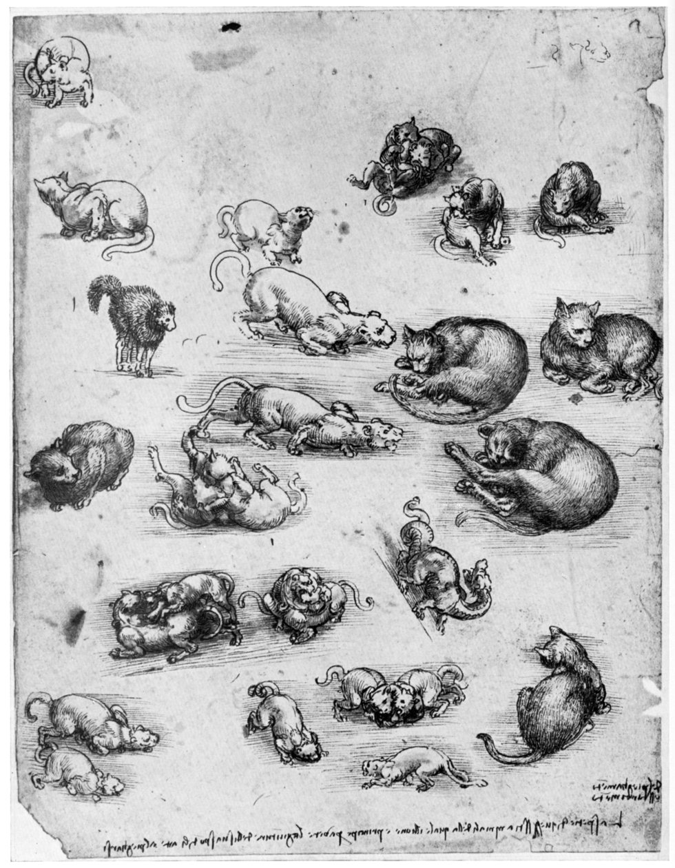 Études de chats, 1513-1515 1954 - Leonardo da Vinci