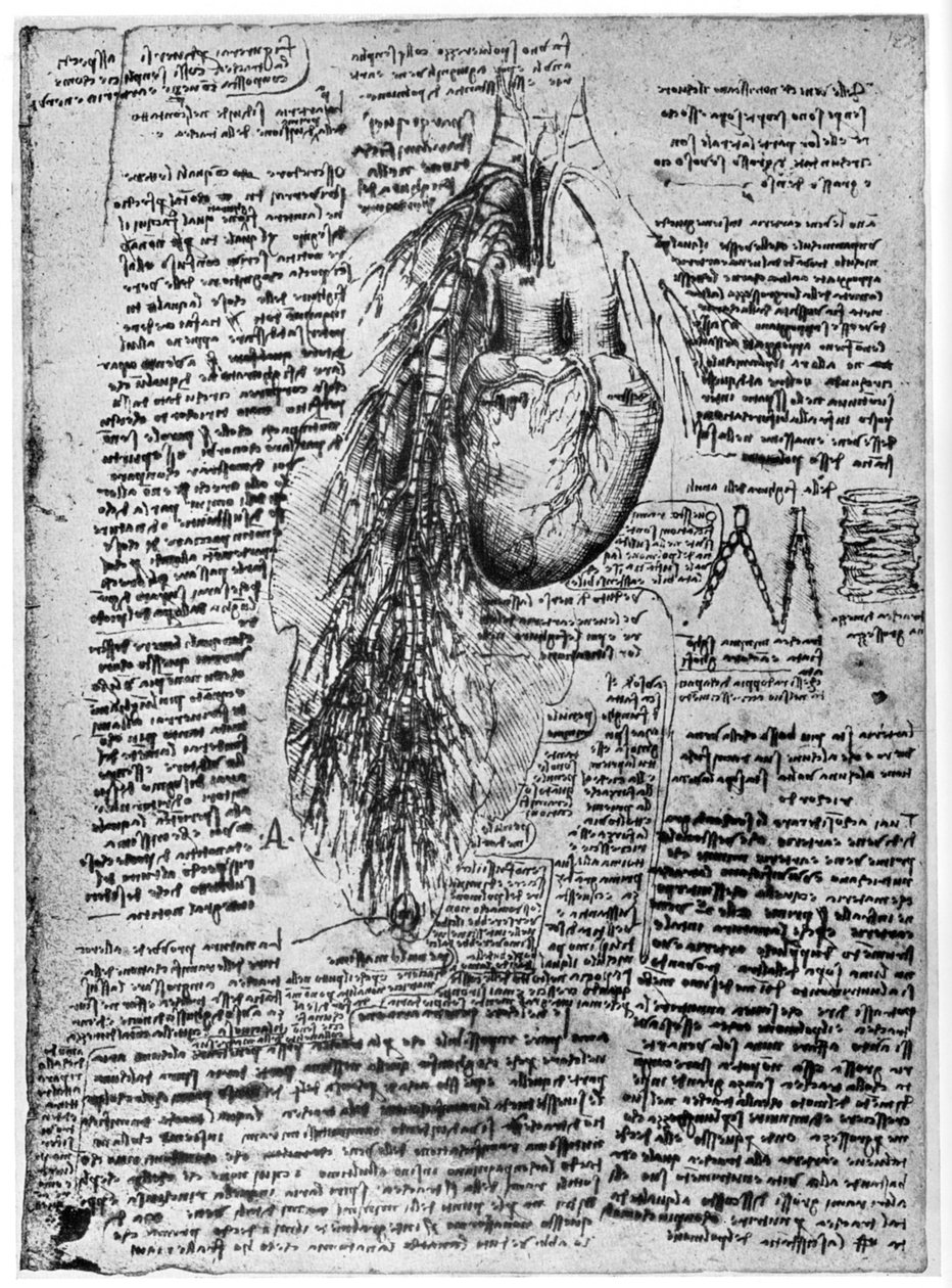 Étude du cœur et des artères bronchiques - Leonardo da Vinci