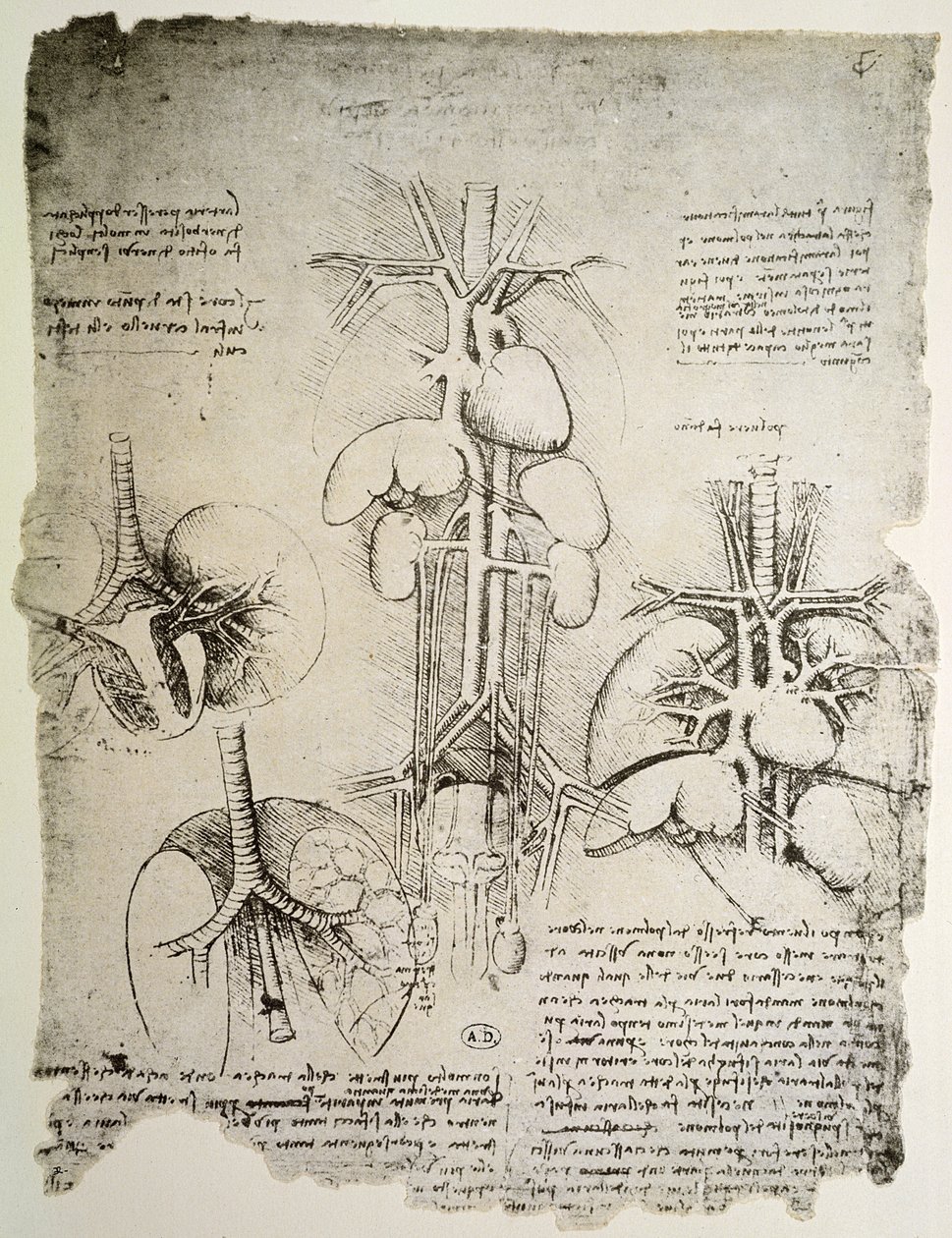 Le cœur et la circulation, fac-similé du livre de Windsor - Leonardo da Vinci