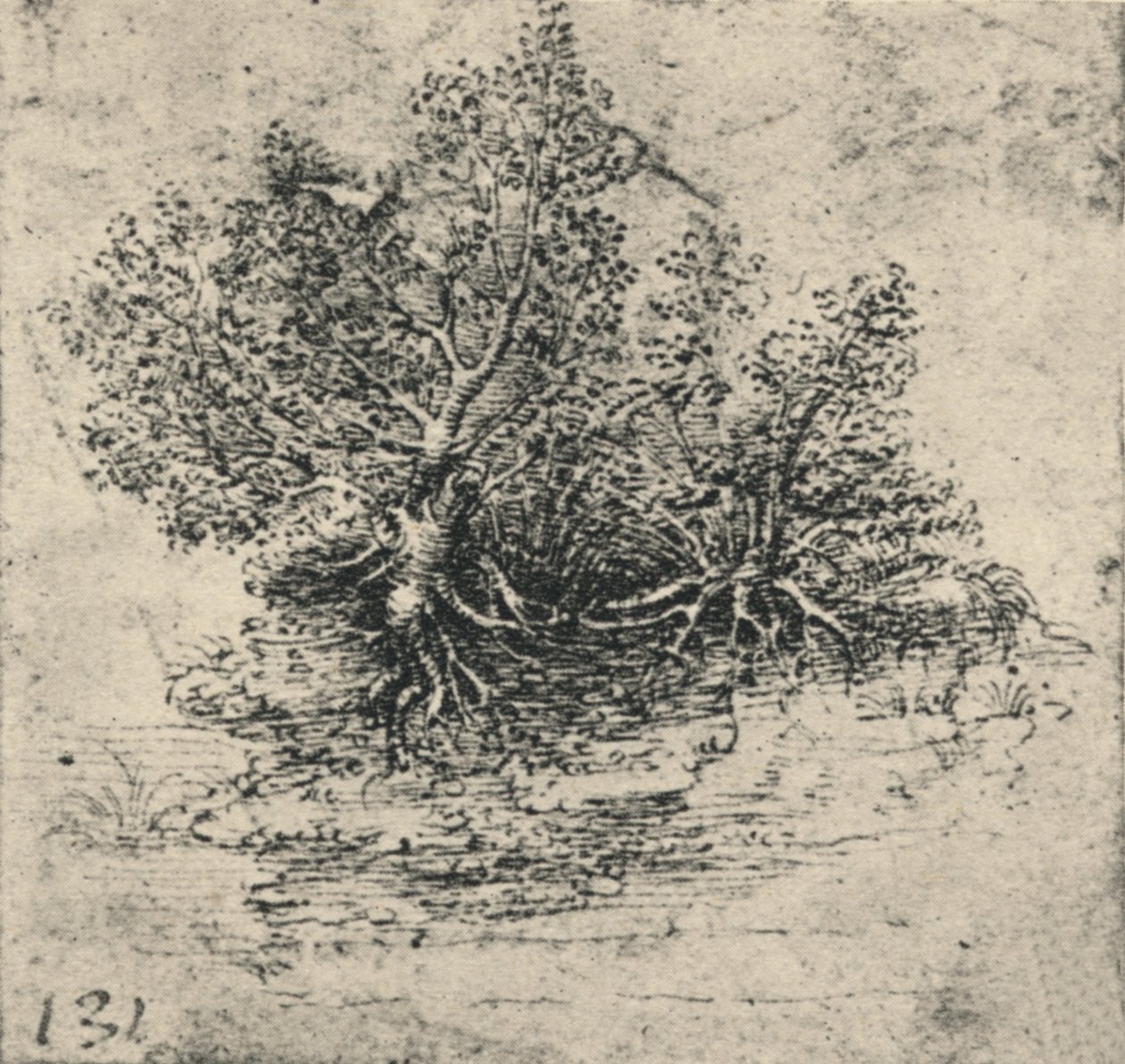 Deux arbres sur la rive d