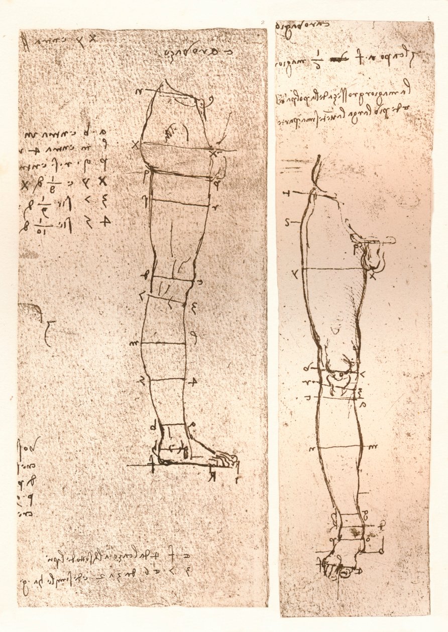 Deux dessins illustrant la théorie des proportions de la figure humaine, vers 1472-1519, 1883 - Leonardo da Vinci