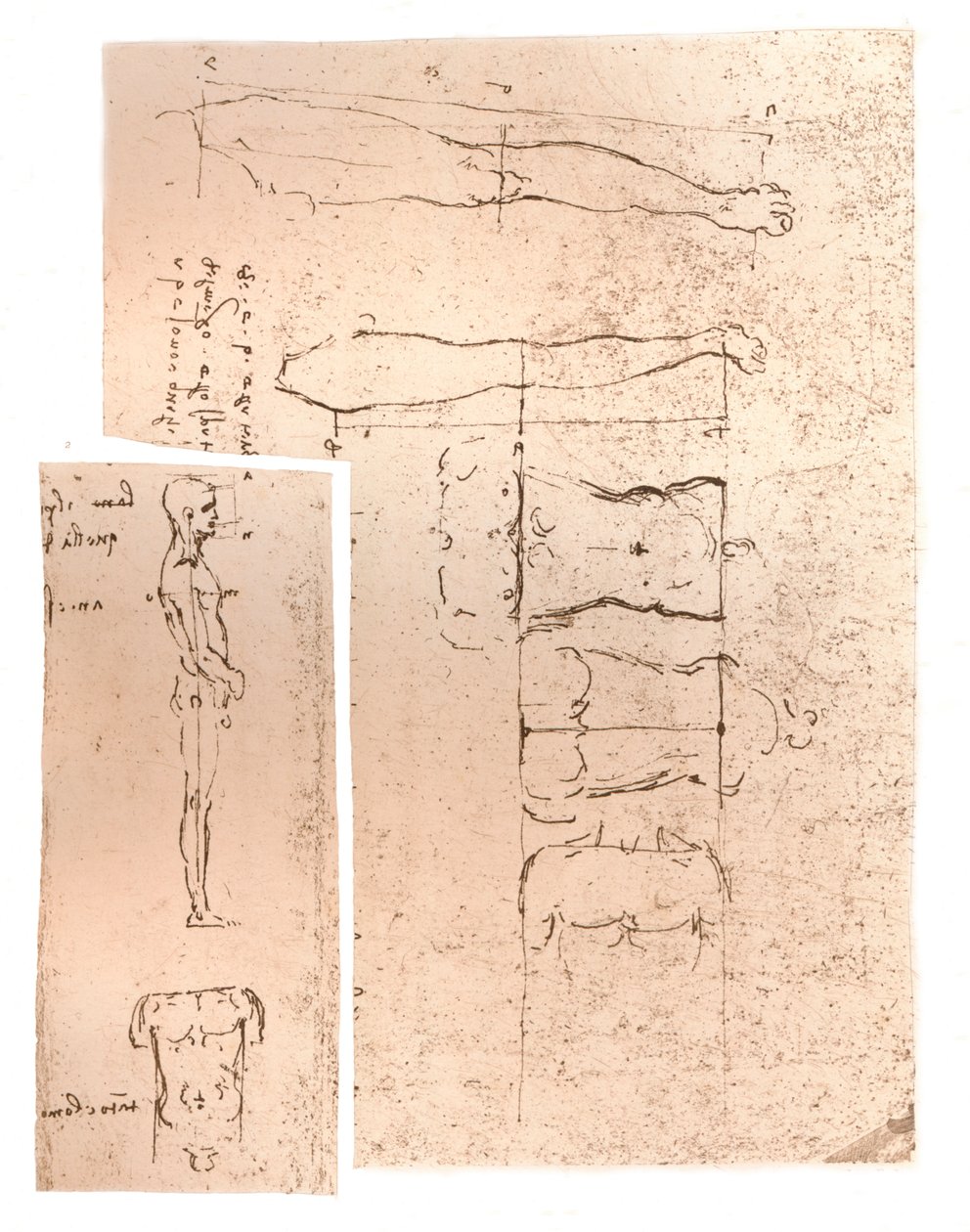 Deux dessins illustrant la théorie des proportions de la figure humaine, c1472-c1519 1883 - Leonardo da Vinci