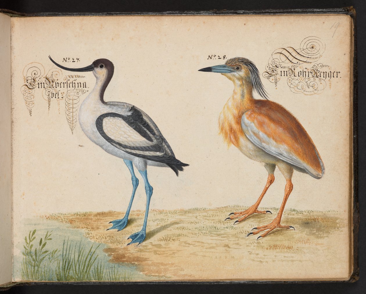 Avocette et héron crabier - Leonhard Baldner