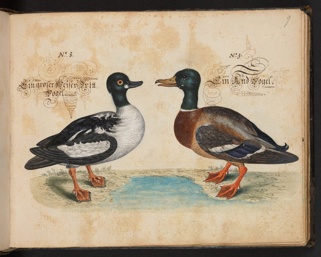 Description et délinéation naturelle exacte des oiseaux aquatiques, poissons, quadrupèdes, insectes et vers trouvés dans les eaux de Strasbourg, que j