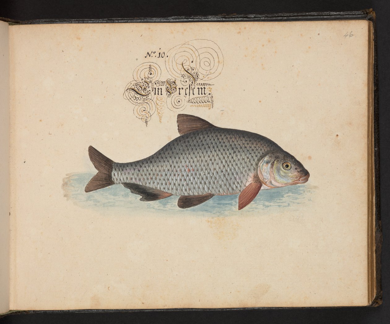 Description et délinéation naturelle exacte des oiseaux aquatiques, poissons, quadrupèdes, insectes et vers trouvés dans les eaux de Strasbourg, que j