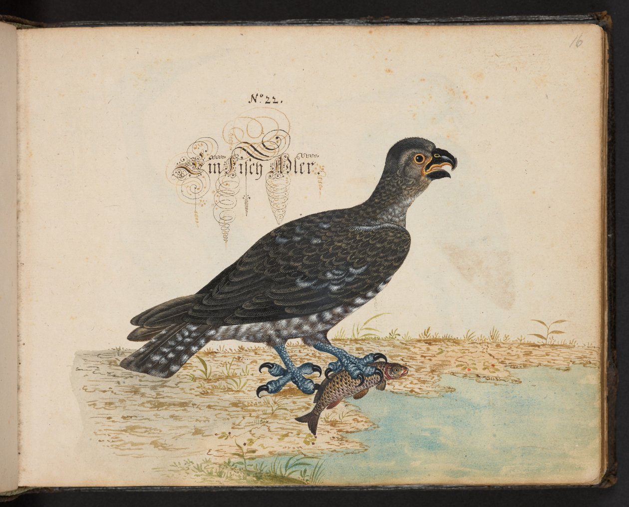 Description et délimitation naturelle exacte des oiseaux d