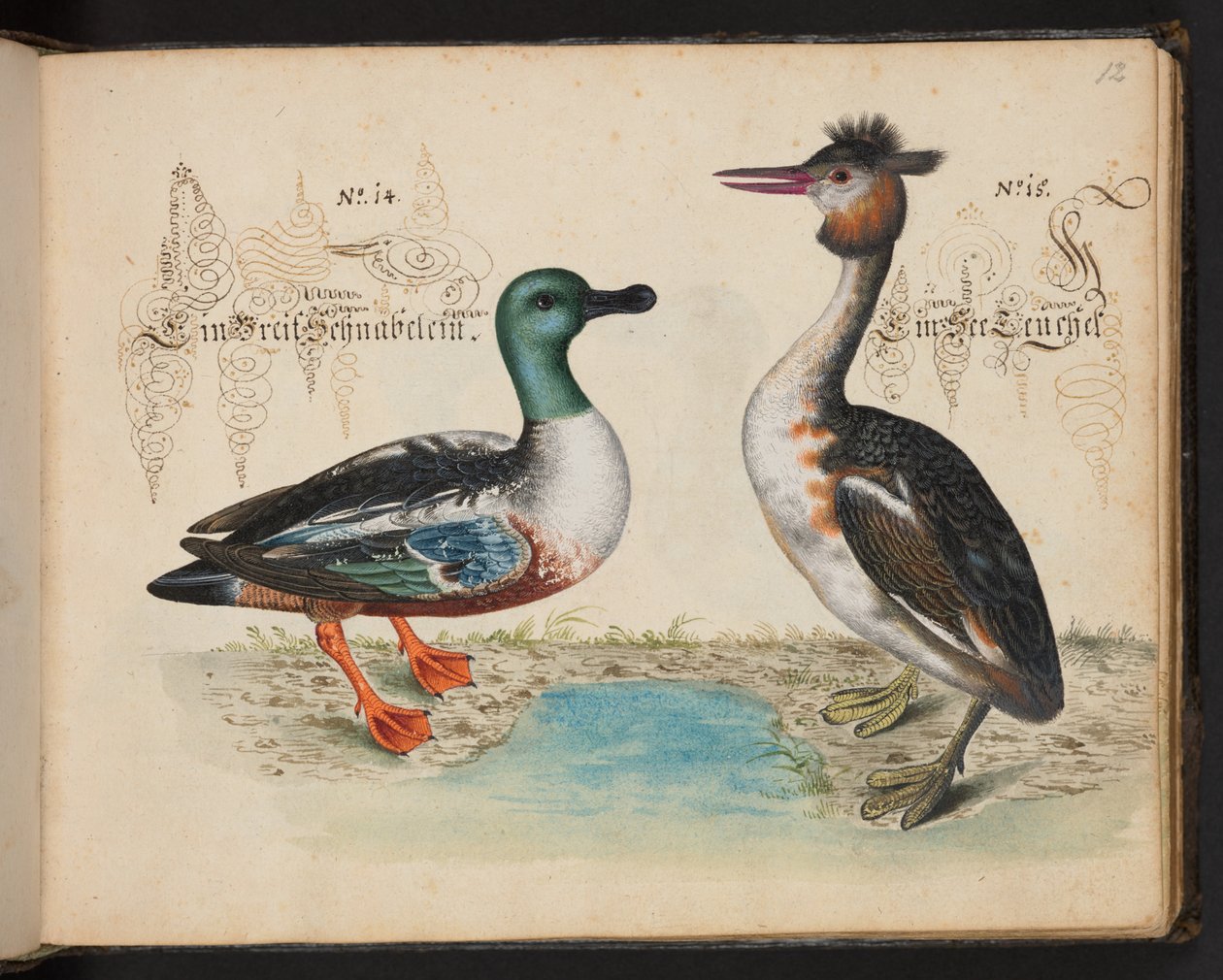 Description et délimitation naturelle exacte des oiseaux d