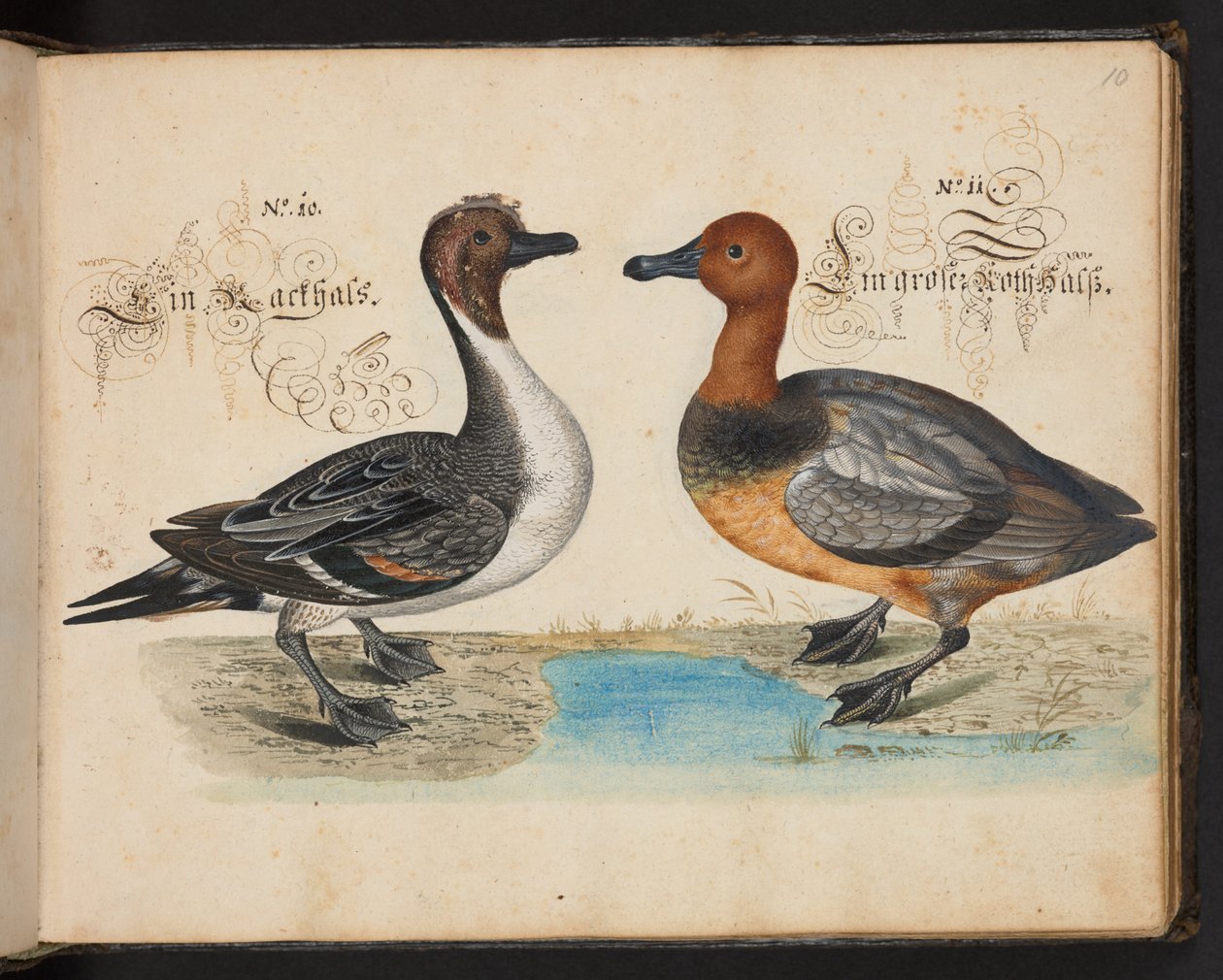 Description et délinéation naturelle exacte des oiseaux d