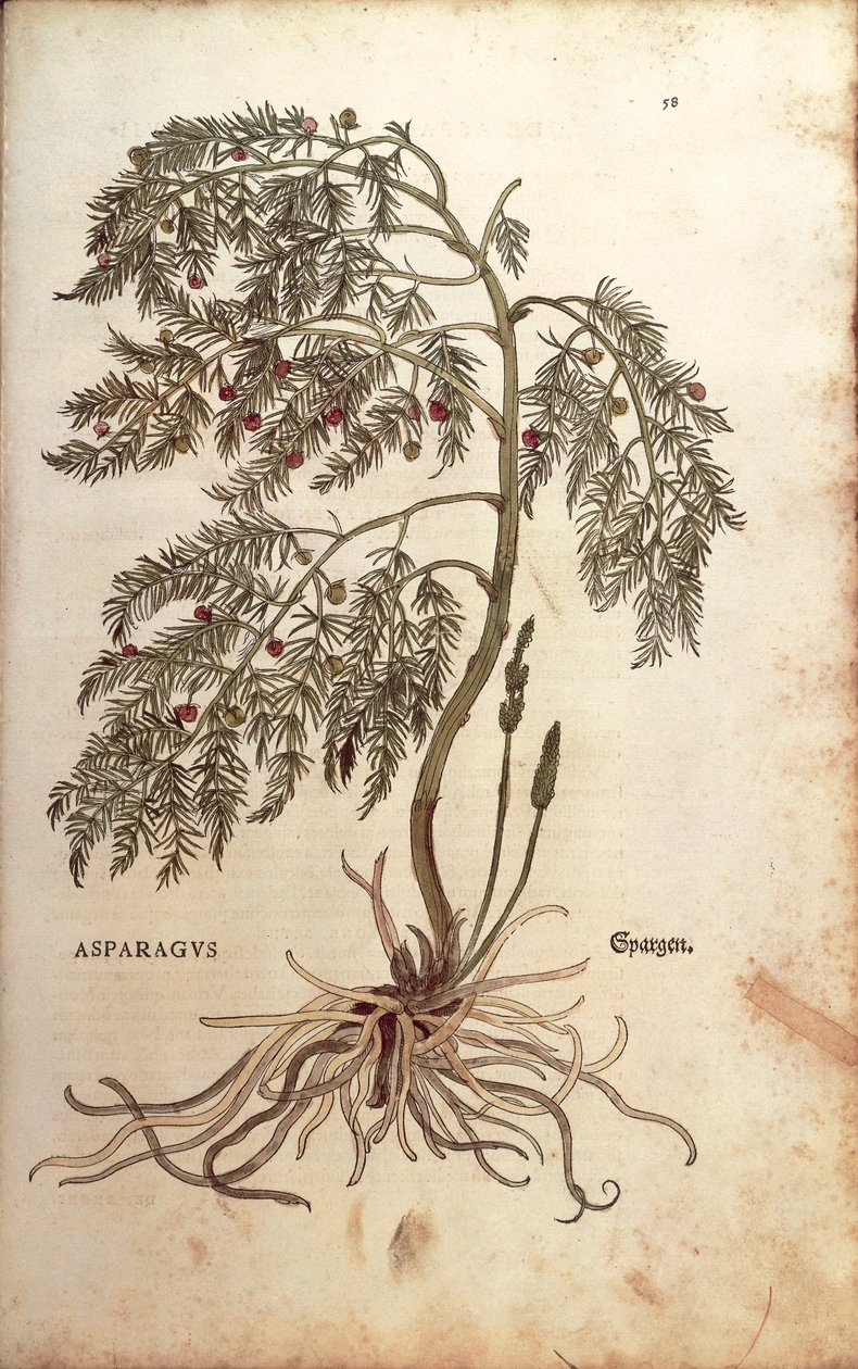 Asperge (Asparagus officinalis) de De historia stirpium commentarii insignes, gravure en couleur - Leonhard Fuchs