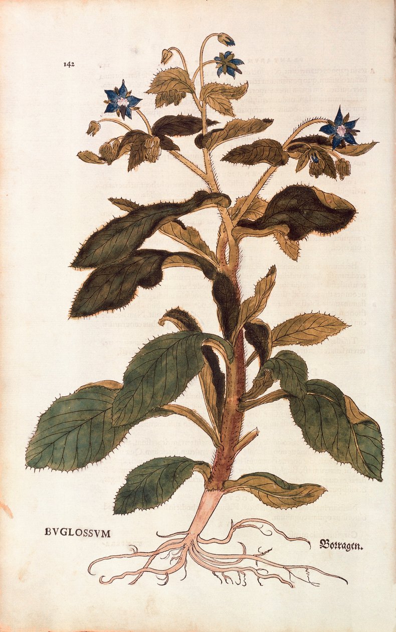 Bourrache - Borago officinalis (Buglossum) de De historia stirpium commentarii insignes, gravure en couleur - Leonhard Fuchs
