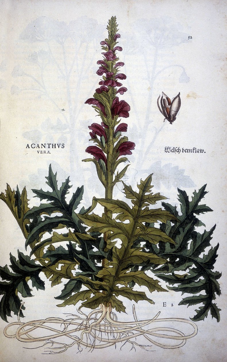 Planche botanique : Acanthus ou Acanthus - Dans « De Historia Stirpium commentarii insignias » par Leonhart Fuchs - Leonhard Fuchs