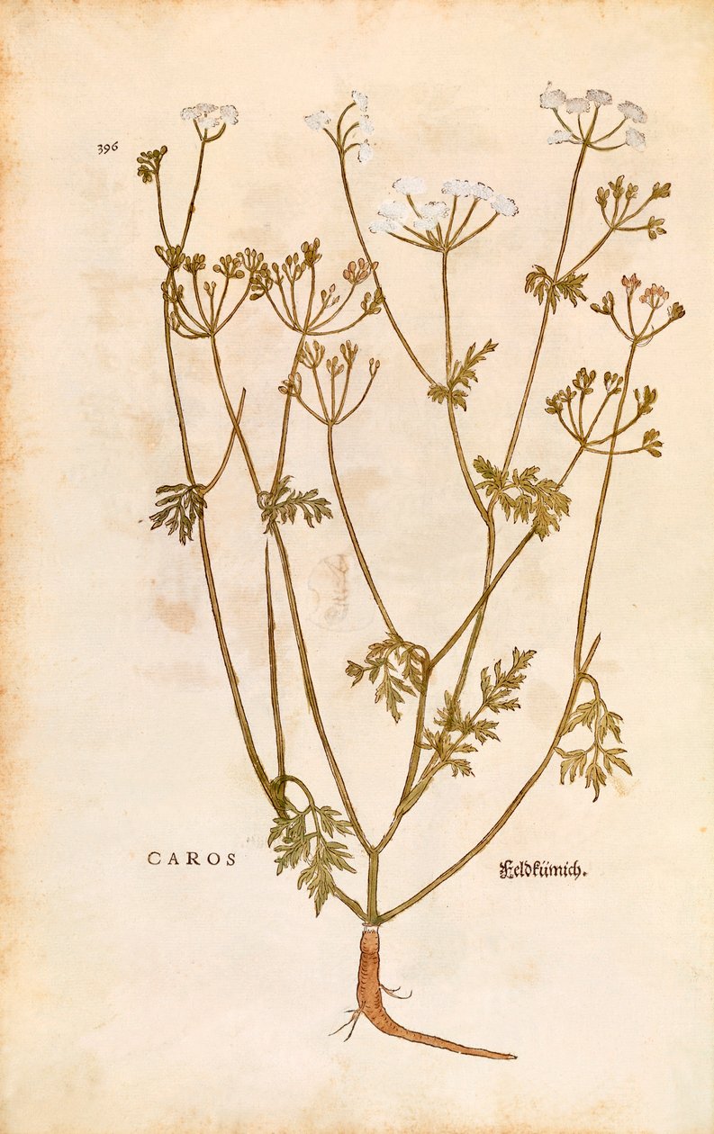 Carvi - Carum carvi (Caros) de De historia stirpium commentarii insignes, gravure en couleur - Leonhard Fuchs