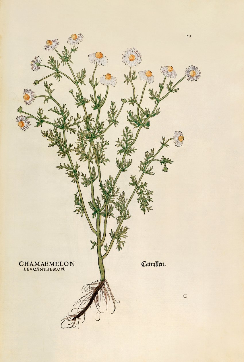Camomille - Matricaria chamomilla (Chamaemelum leucanthemum) par Leonhart Fuchs de De historia stirpium commentarii insignes, gravure colorée - Leonhard Fuchs