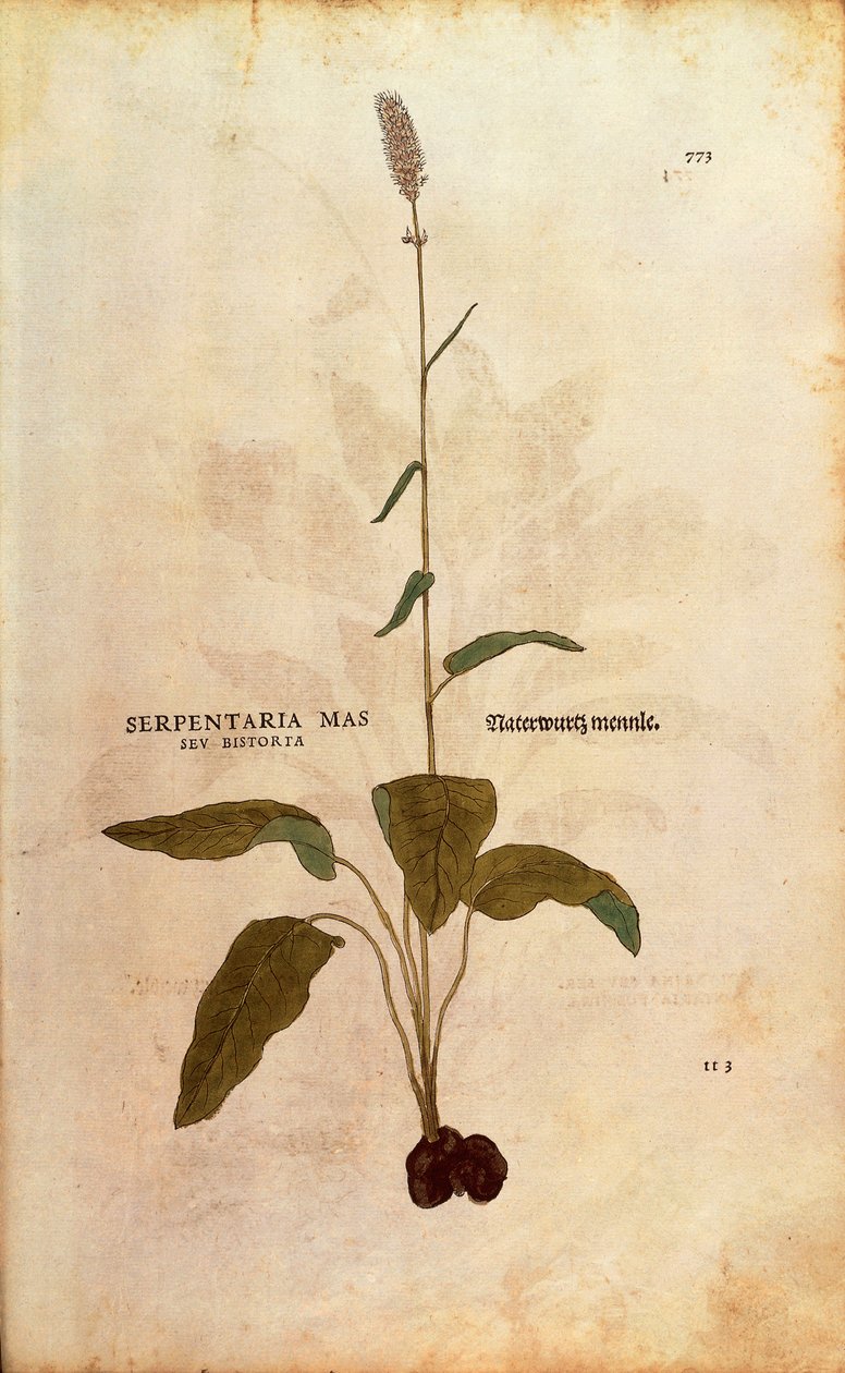 Bistorte - Persicaria bistorta par Leonhart Fuchs de De historia stirpium commentarii insignes, gravure en couleur - Leonhard Fuchs
