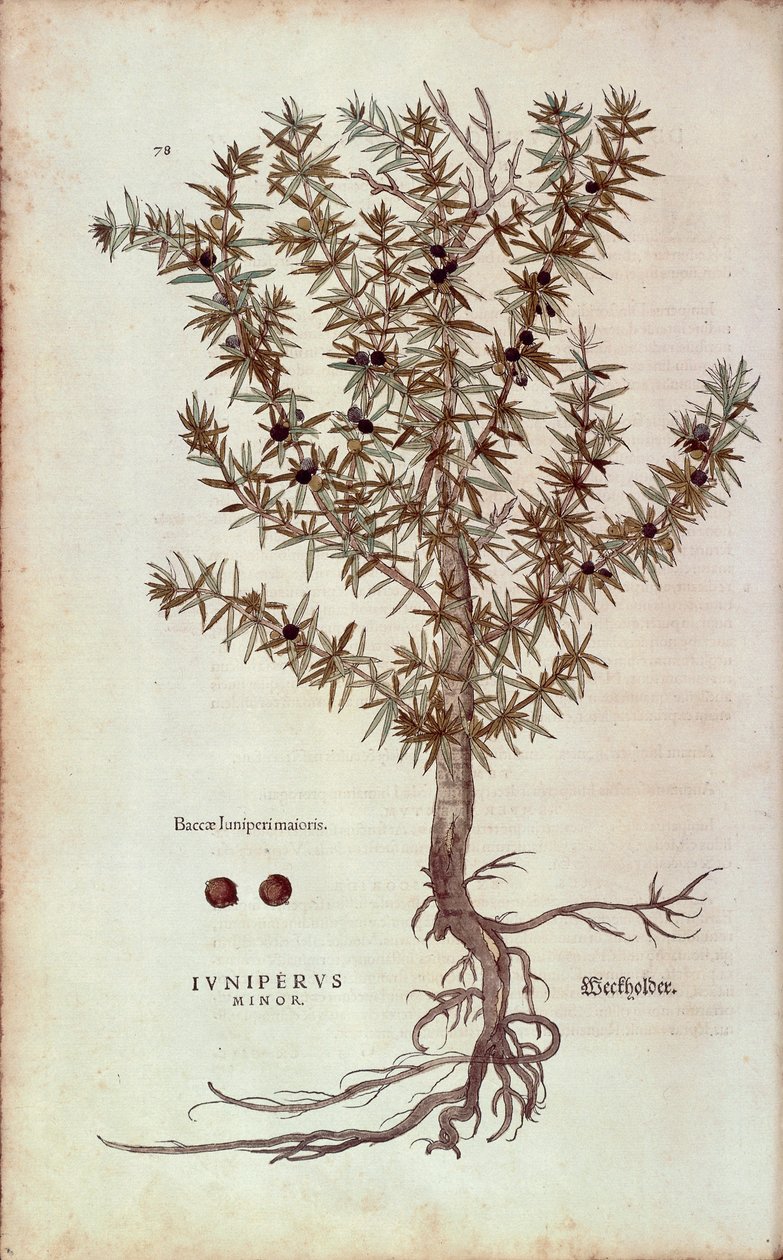 Genévrier commun - Juniperus communis (Juniperus minor) de De historia stirpium commentarii insignes, gravure en couleur - Leonhard Fuchs