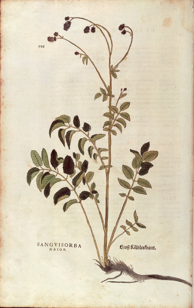 Grande pimprenelle - Sanguisorba officinalis par Leonhart Fuchs de De historia stirpium commentarii insignes, gravure colorée - Leonhard Fuchs