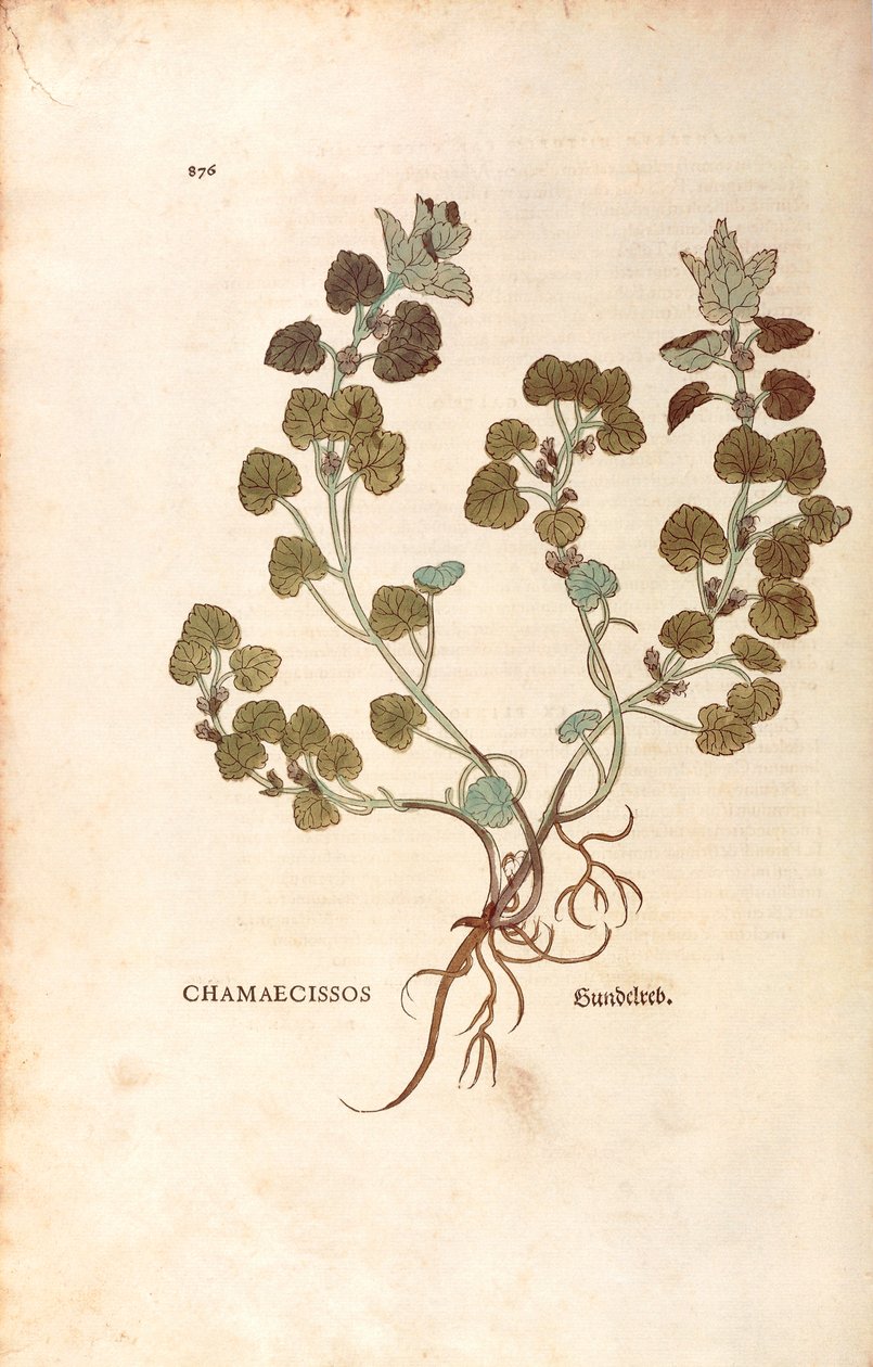 Lierre terrestre - Glechoma hederacea (Chamaecissos) de De historia stirpium commentarii insignes, gravure en couleur - Leonhard Fuchs