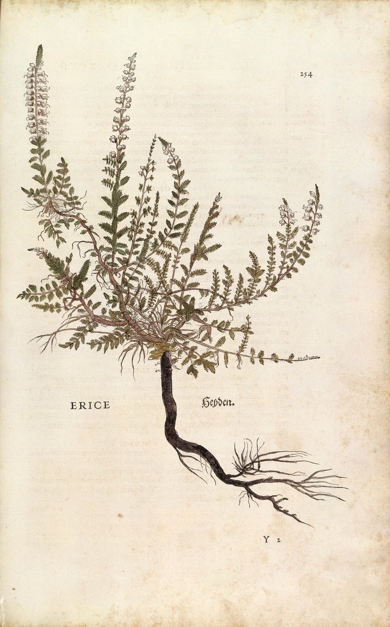 Bruyère - Calluna vulgaris, de De historia stirpium commentarii insignes (Notable Commentaries on the History of Plants) - Leonhard Fuchs