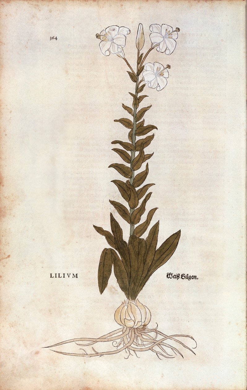 Lys (Lilium) par Leonhart Fuchs de "De historia stirpium commentarii insignes" (Commentaires notables sur l