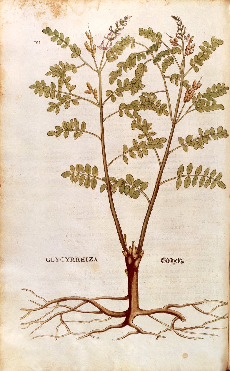 Réglisse par Leonhart Fuchs de De historia stirpium commentarii insignes, gravure colorée - Leonhard Fuchs