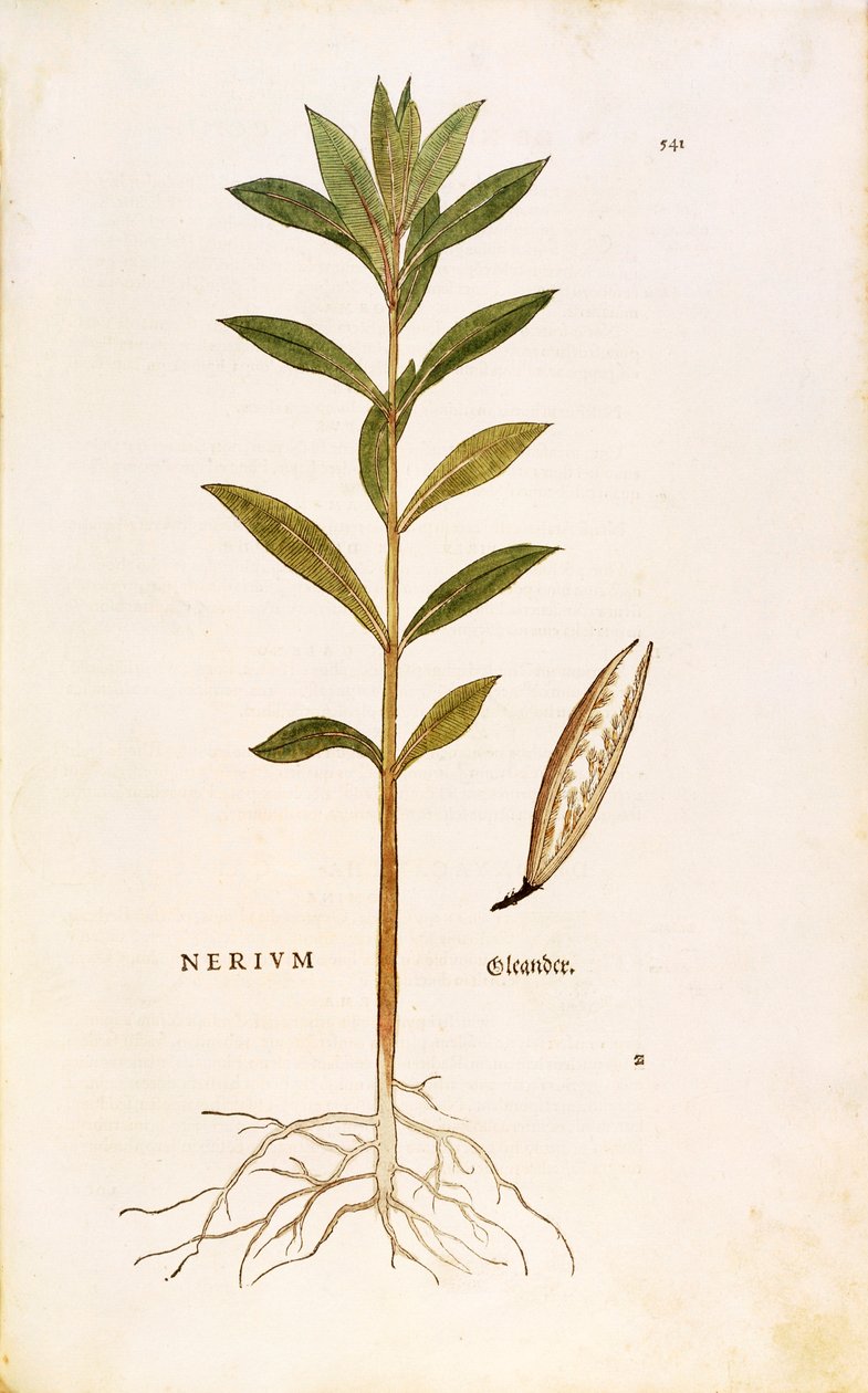 Laurier-rose (Nerium oleander) de Leonhart Fuchs de De historia stirpium commentarii insignes (Commentaires notables sur l