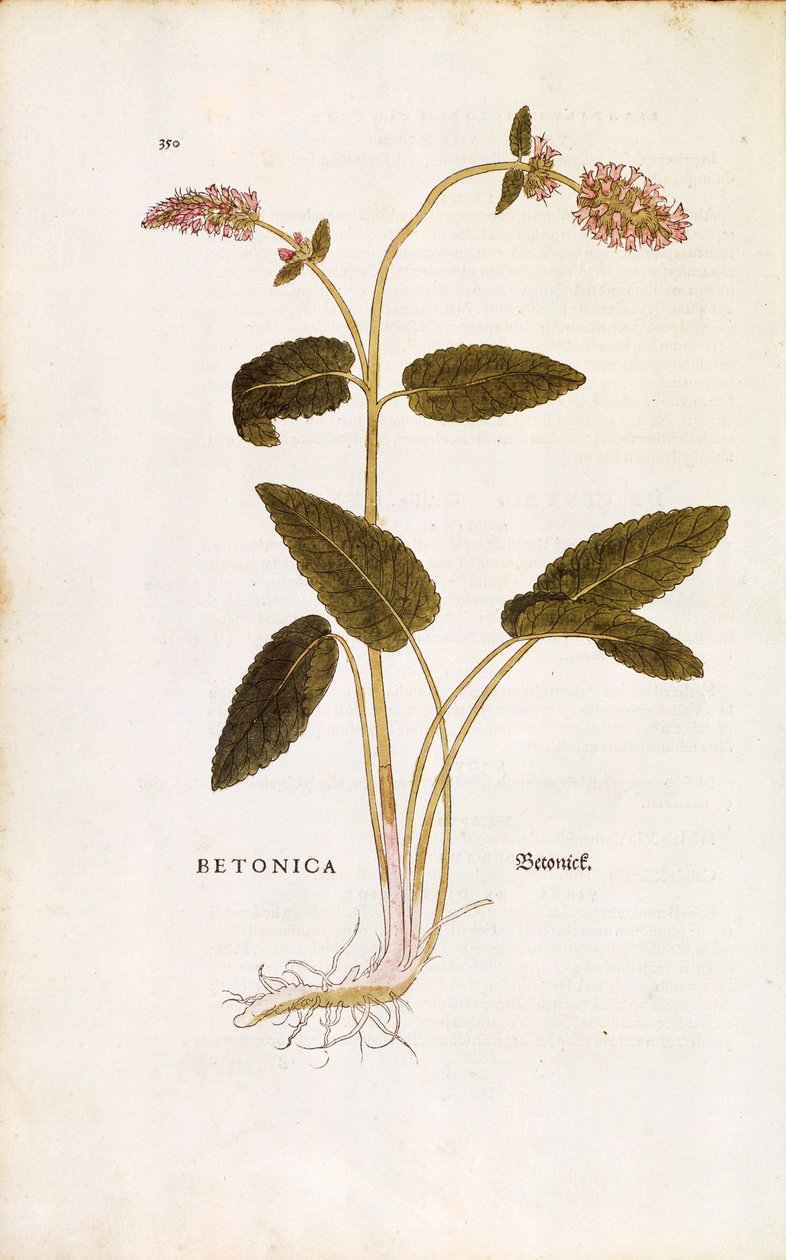 Bétoine officinale - Stachys officinalis, de De historia stirpium commentarii insignes (Notable Commentaries on the History of Plants) - Leonhard Fuchs