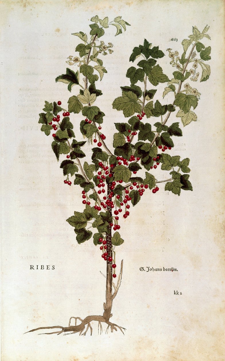 Groseille à grappes (Ribes rubrum) par Leonhart Fuchs dans De historia stirpium commentarii insignes - Leonhard Fuchs
