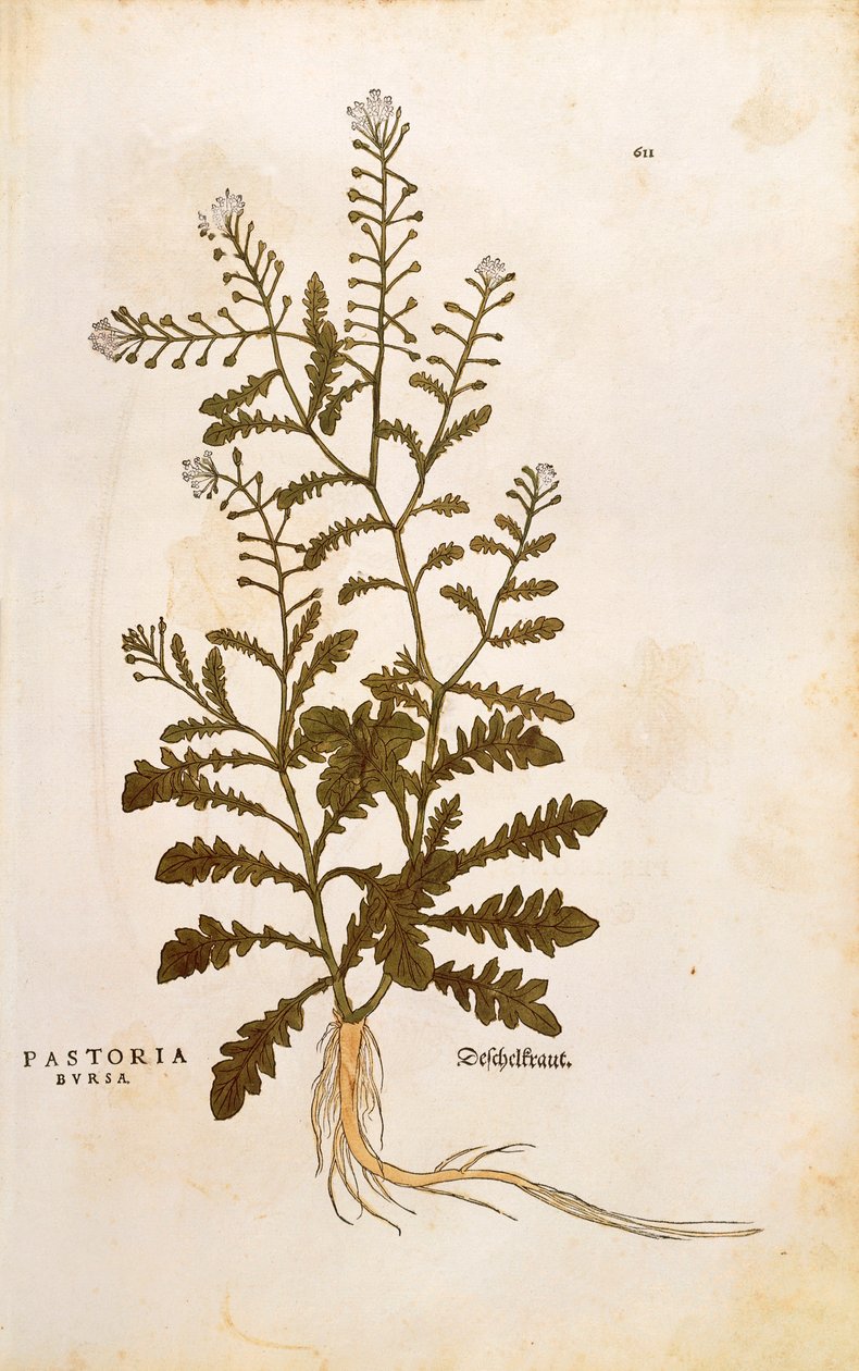 Capselle bourse-à-pasteur - Capsella bursa-pastoris, de De historia stirpium commentarii insignes (Notable Commentaries on the History of Plants) - Leonhard Fuchs