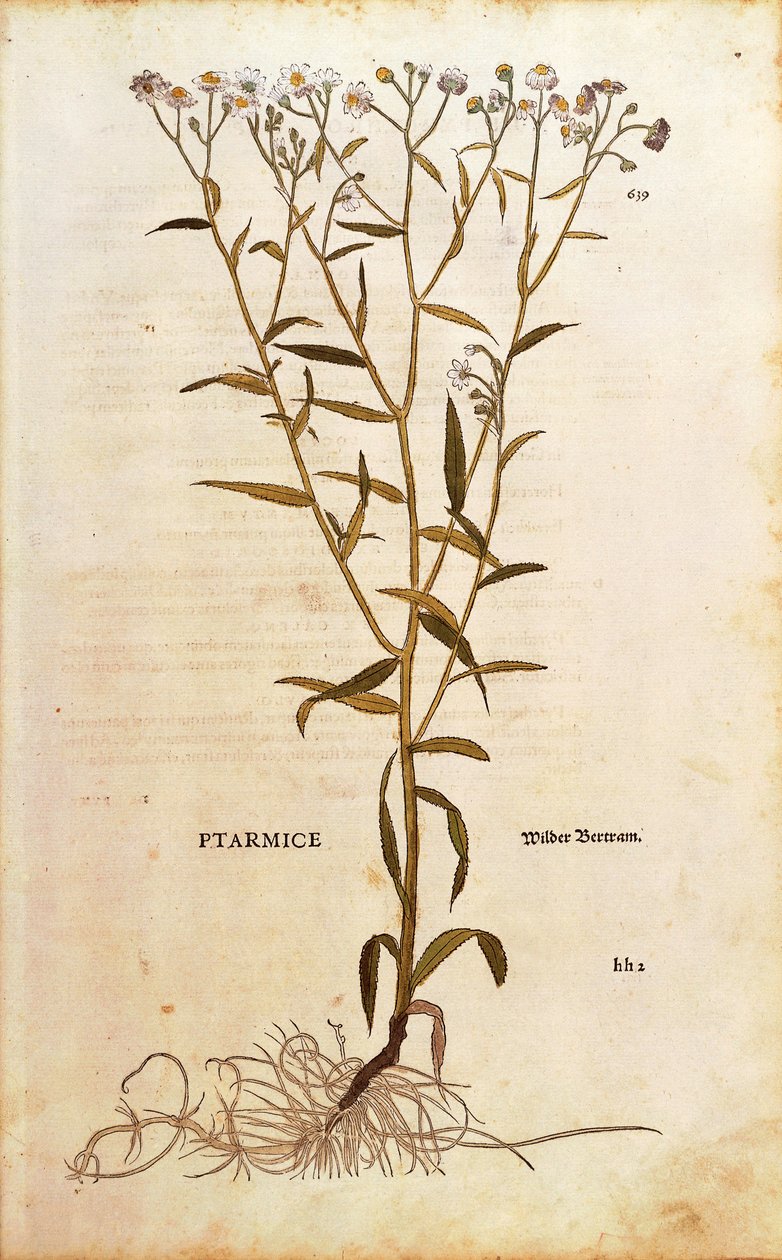 Achillée sternutatoire - Achillea ptarmica par Leonhart Fuchs de De historia stirpium commentarii insignes, gravure en couleur - Leonhard Fuchs