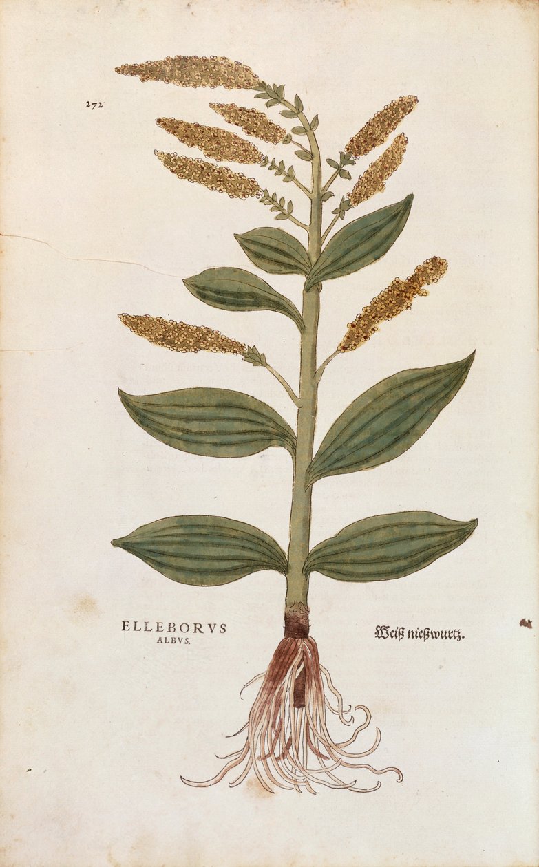 Hellébore blanc - Veratrum album par Leonhart Fuchs de De historia stirpium commentarii insignes, gravure en couleur - Leonhard Fuchs
