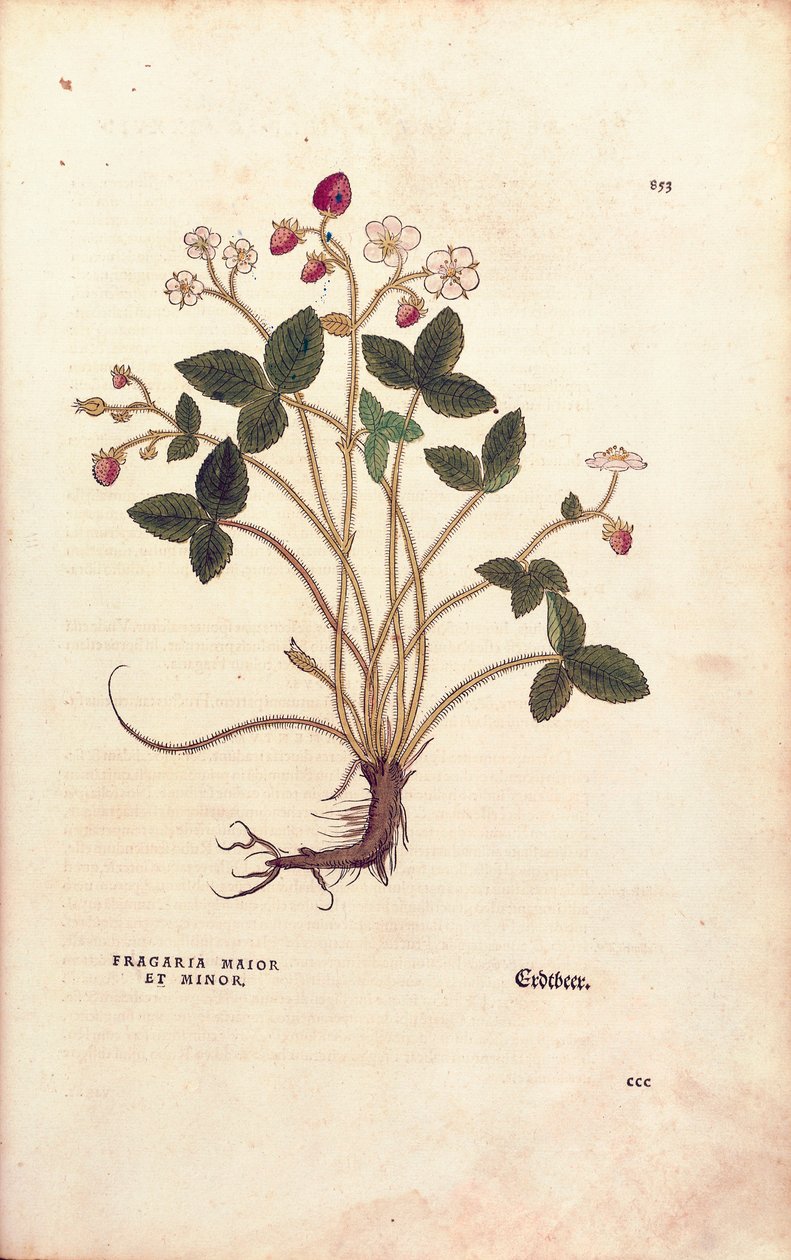 Fraisier des bois - Fragaria vesca (Fragaria maior et minor) de De historia stirpium commentarii insignes (Commentaires notables sur l