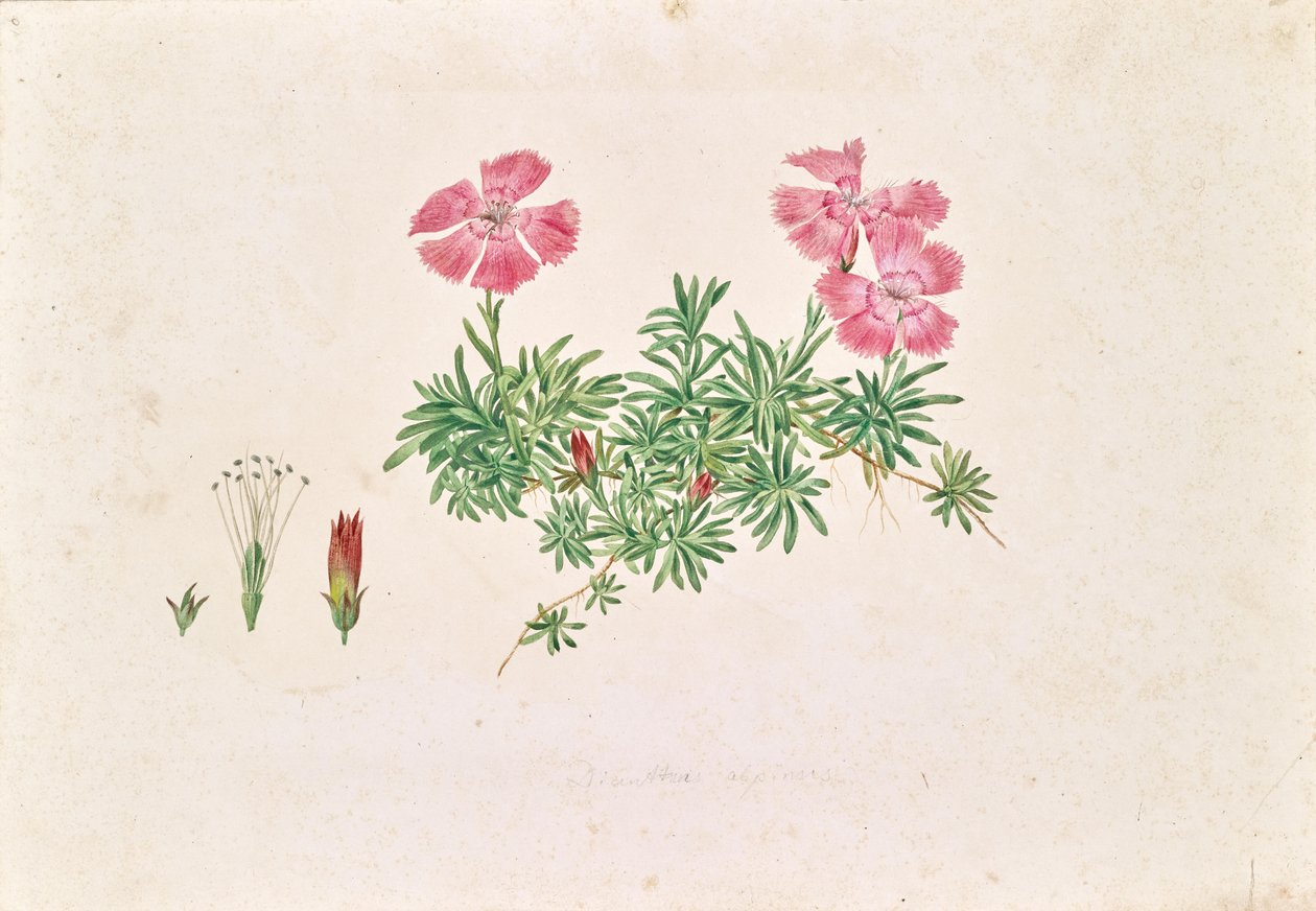 Œillet des Alpes (Dianthus alpinus) - Leopold von Stoll