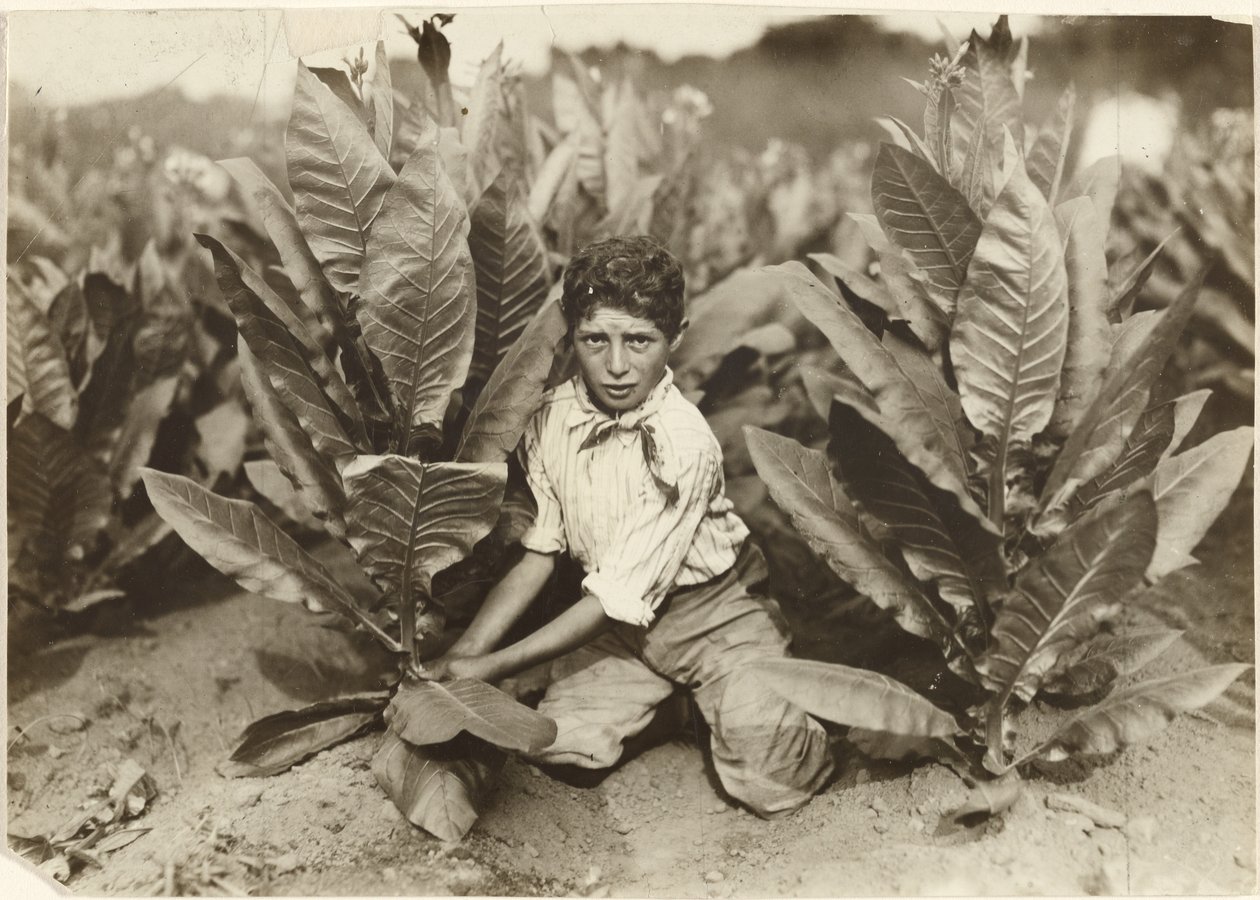 Cueilleur de dix ans à la ferme de tabac Gildersleeve - Lewis W. Hine