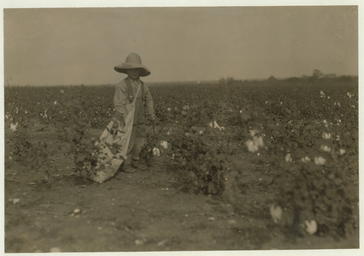 Willie Hesse, 5 ans, cueille 15 livres de coton par jour sur la ferme de ses parents près de West, Texas, 1913 - Lewis Wickes Hine