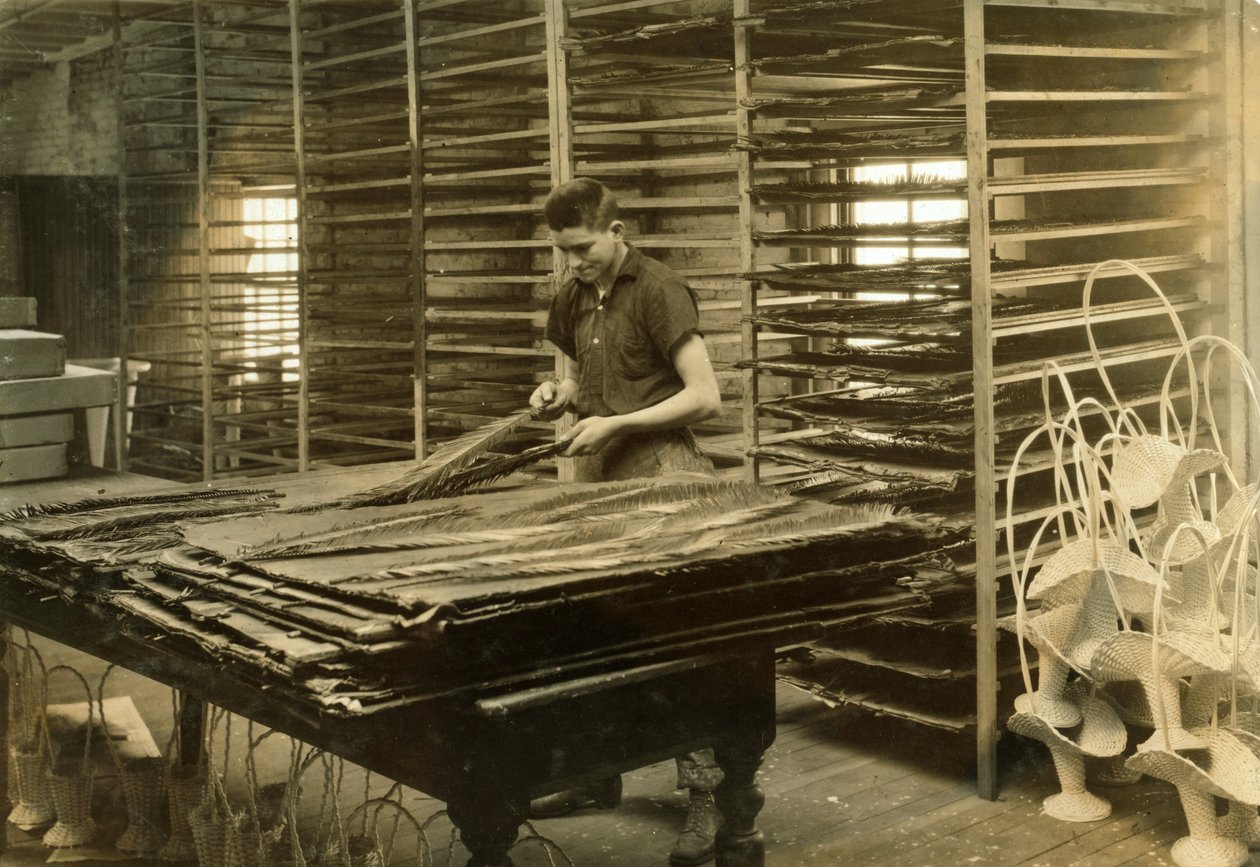 Un garçon de 15 ans trie des feuilles de cycas à la Boston Floral Supply Company - Lewis Wickes Hine