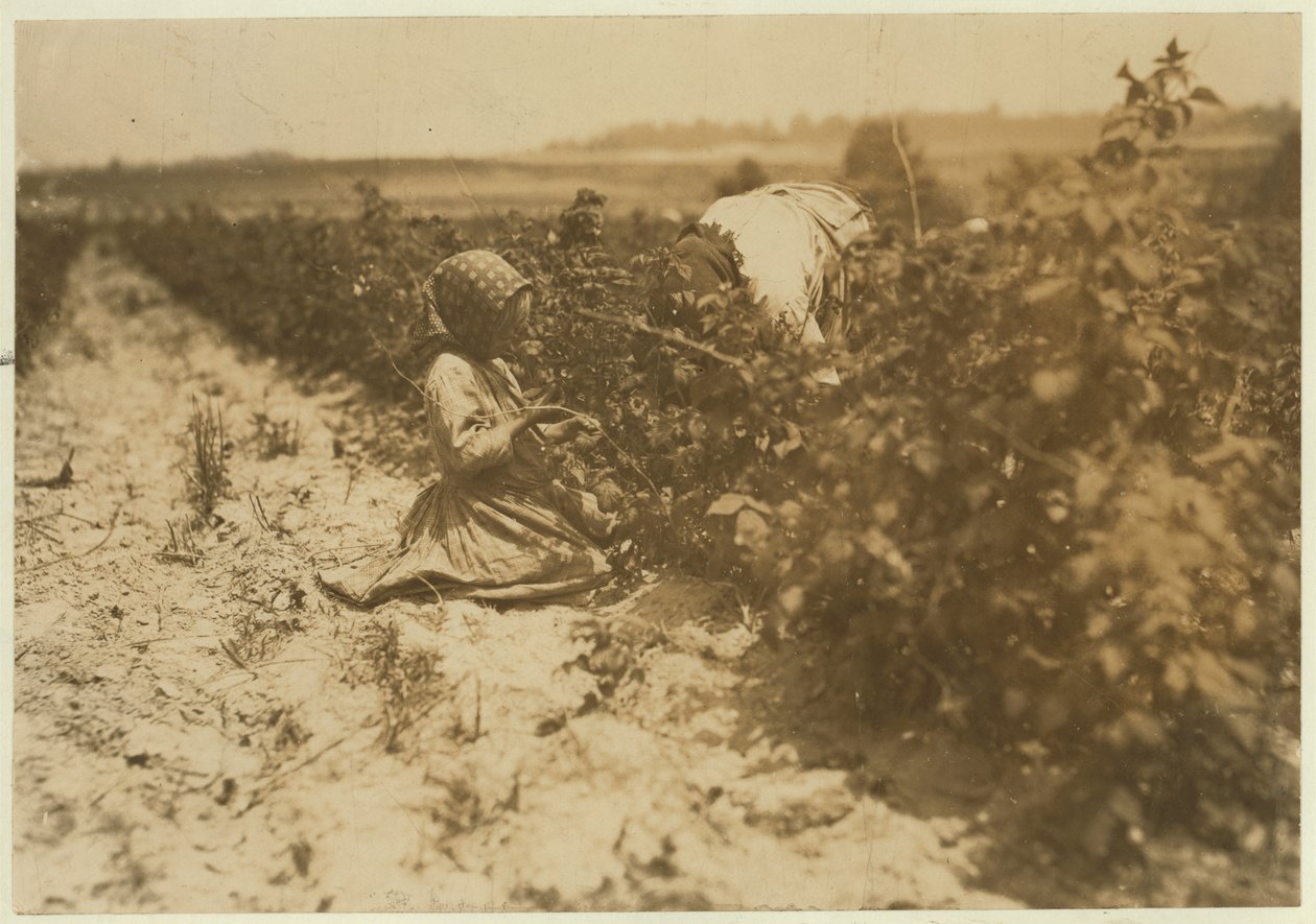Une fillette polonaise de six ans cueillant des baies toute la journée avec sa famille (Scholtz) à Rock Creek près de Baltimore, Maryland, 1909 - Lewis Wickes Hine