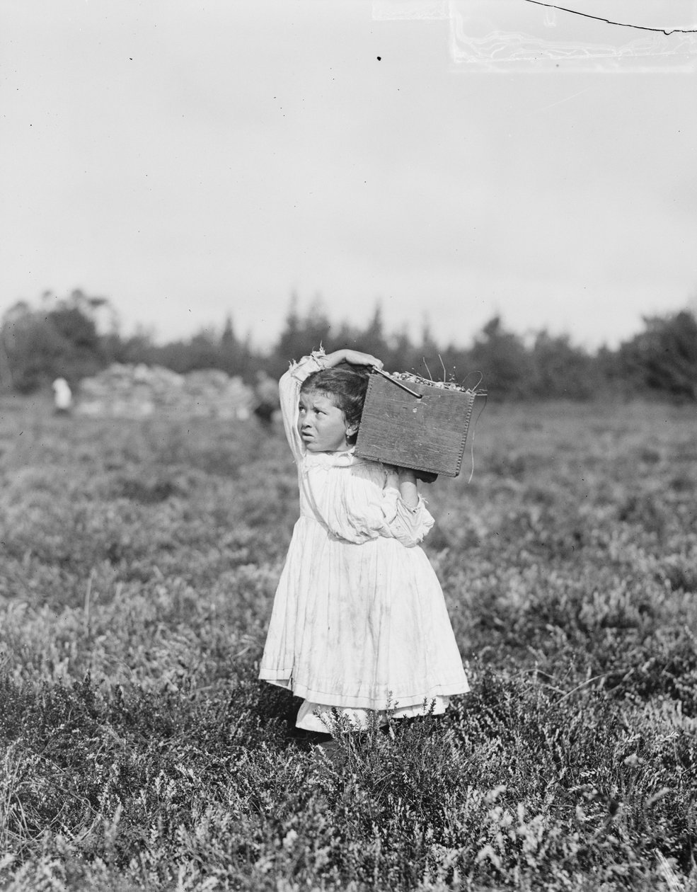 Jennie Camillo, huit ans, de Philadelphie, cueillant des canneberges au marais de Theodore Budd, Turkeytown, près de Pemberton, New Jersey, 1910 - Lewis Wickes Hine