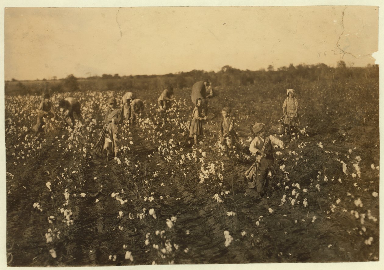 Famille cueillant du coton près de McKinney, Texas, 1913 - Lewis Wickes Hine