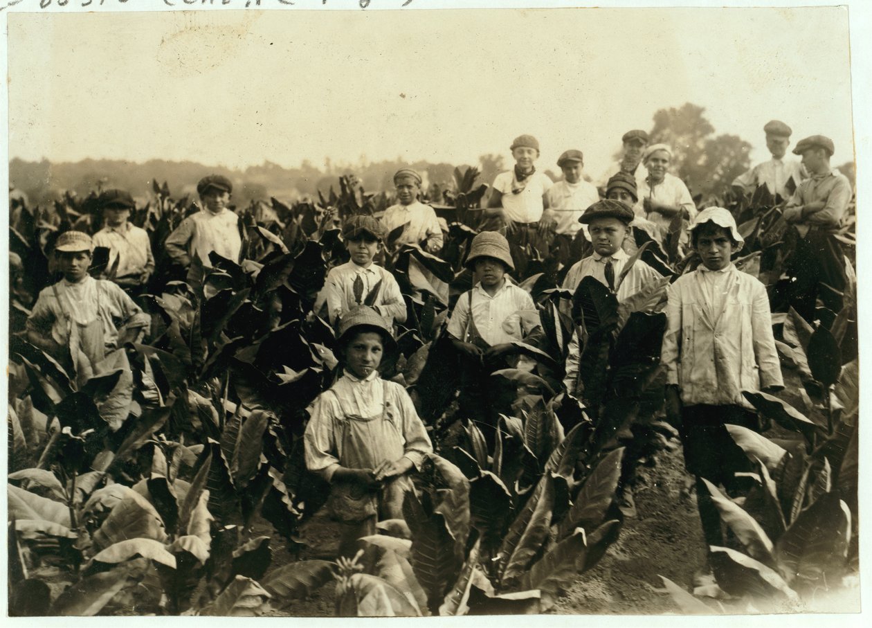 Ferme de Tabac Goodrich, près de Gildersleeve, Connecticut, 1917 - Lewis Wickes Hine
