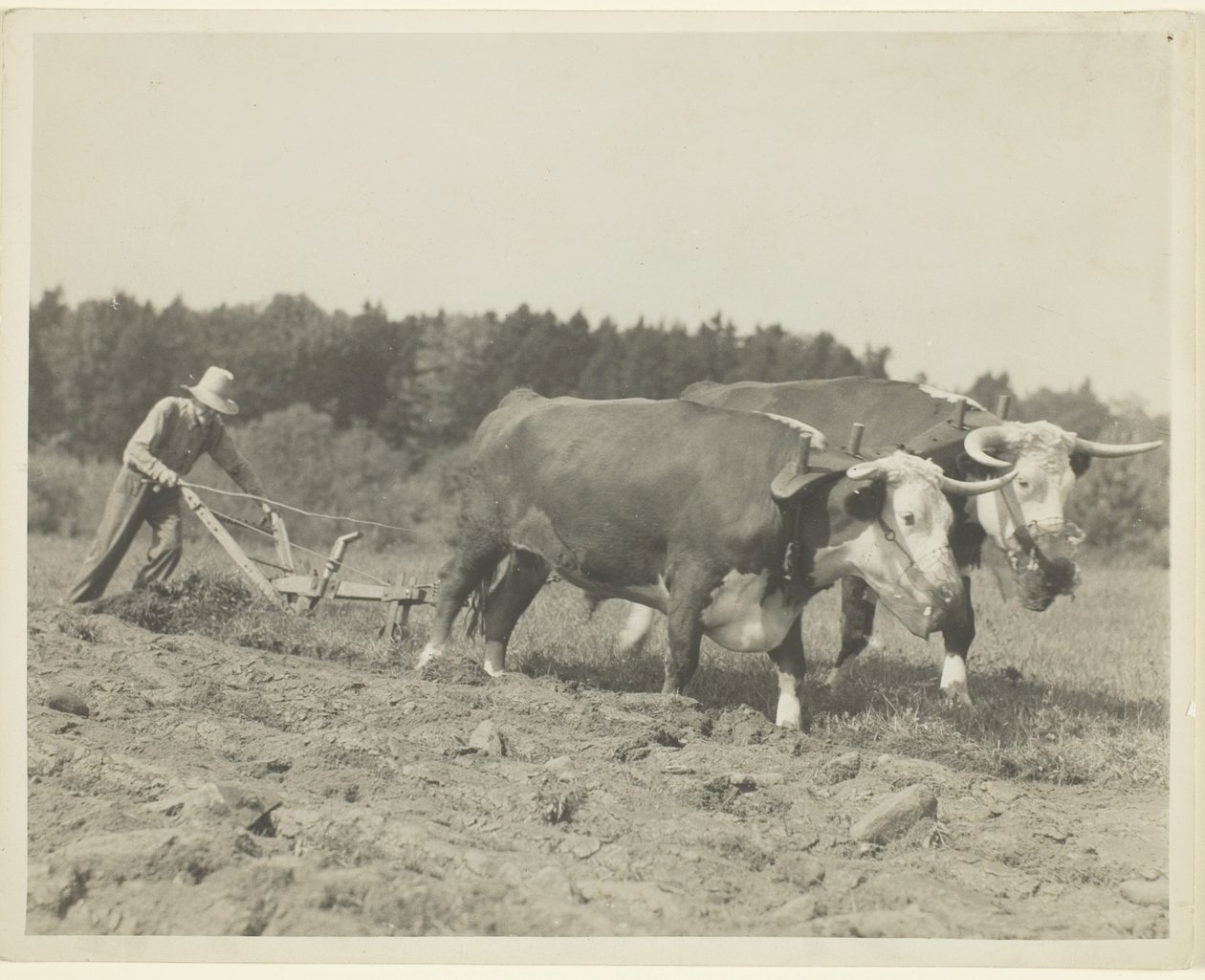 Scène rurale dans le centre du Maine, de nombreux bœufs sont encore utilisés - Lewis Wickes Hine