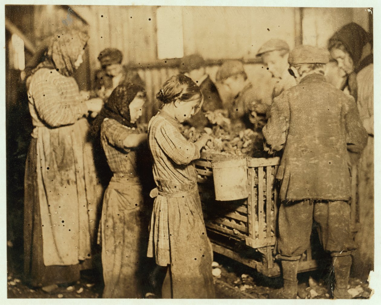 Écailleurs âgés d