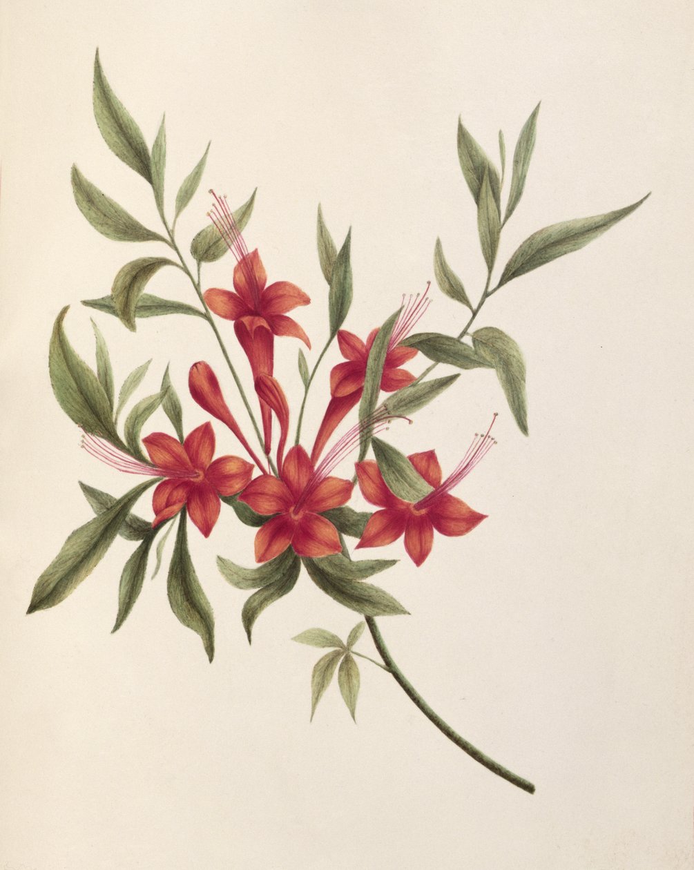 Fuchsia - Lili Cartwright