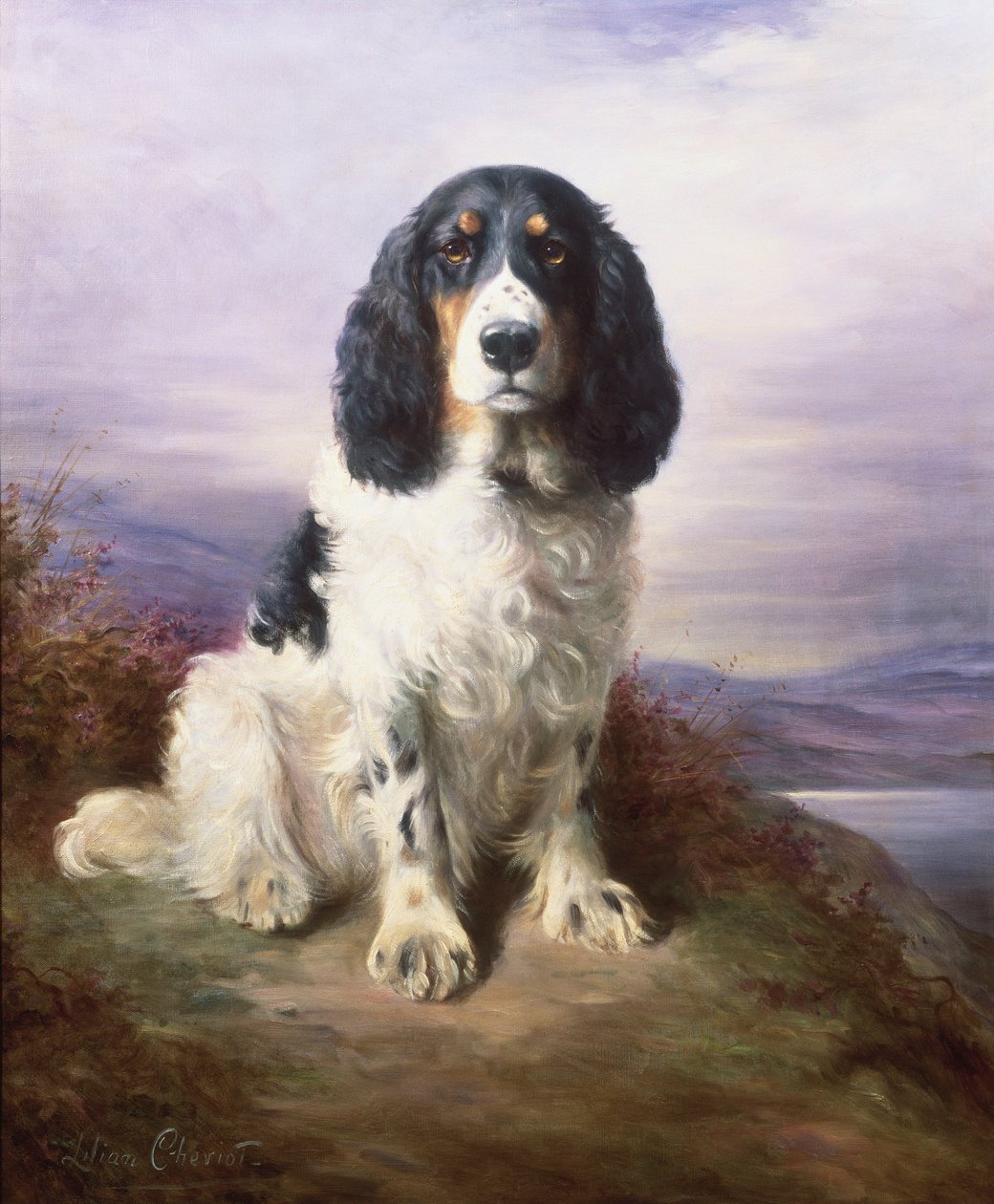 Royal, un épagneul springer tricolore - Lilian Cheviot