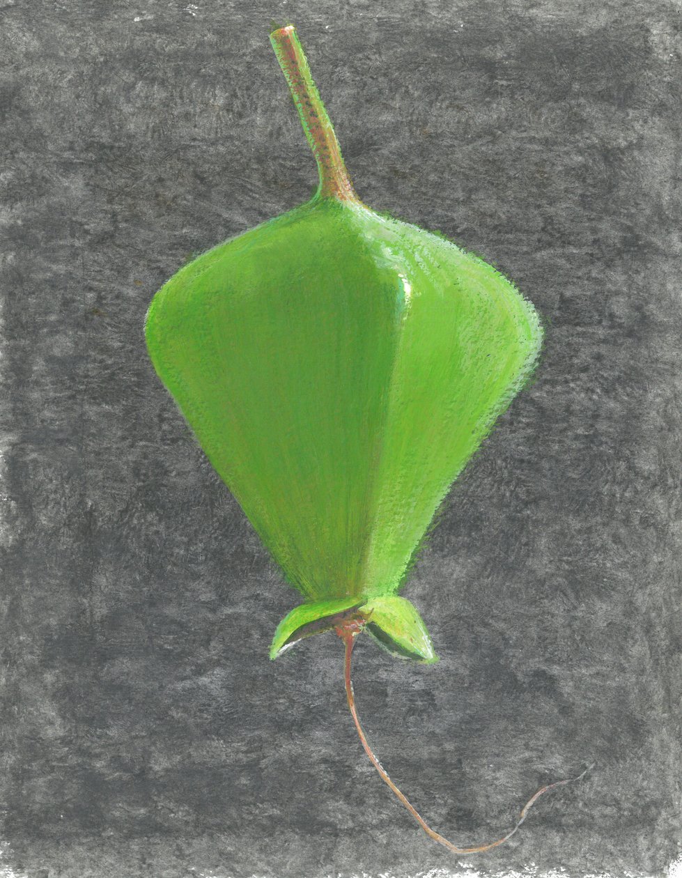 Barringtonia Acutangula - Lincoln Seligman