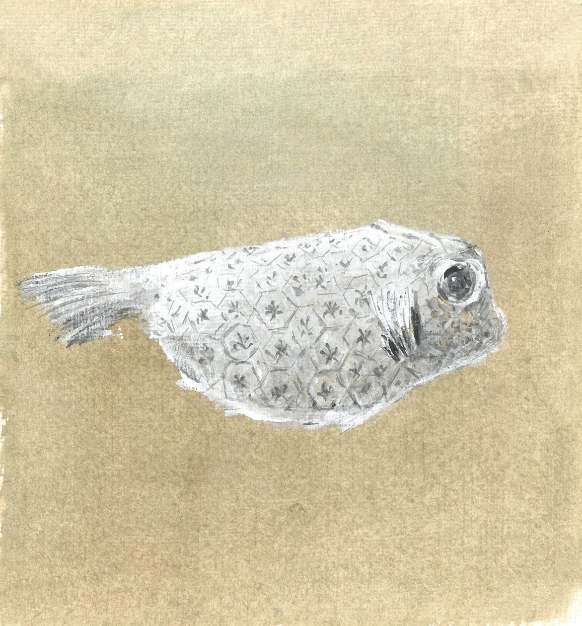 Poisson Coffre, Sri Lanka, 2015 - Lincoln Seligman