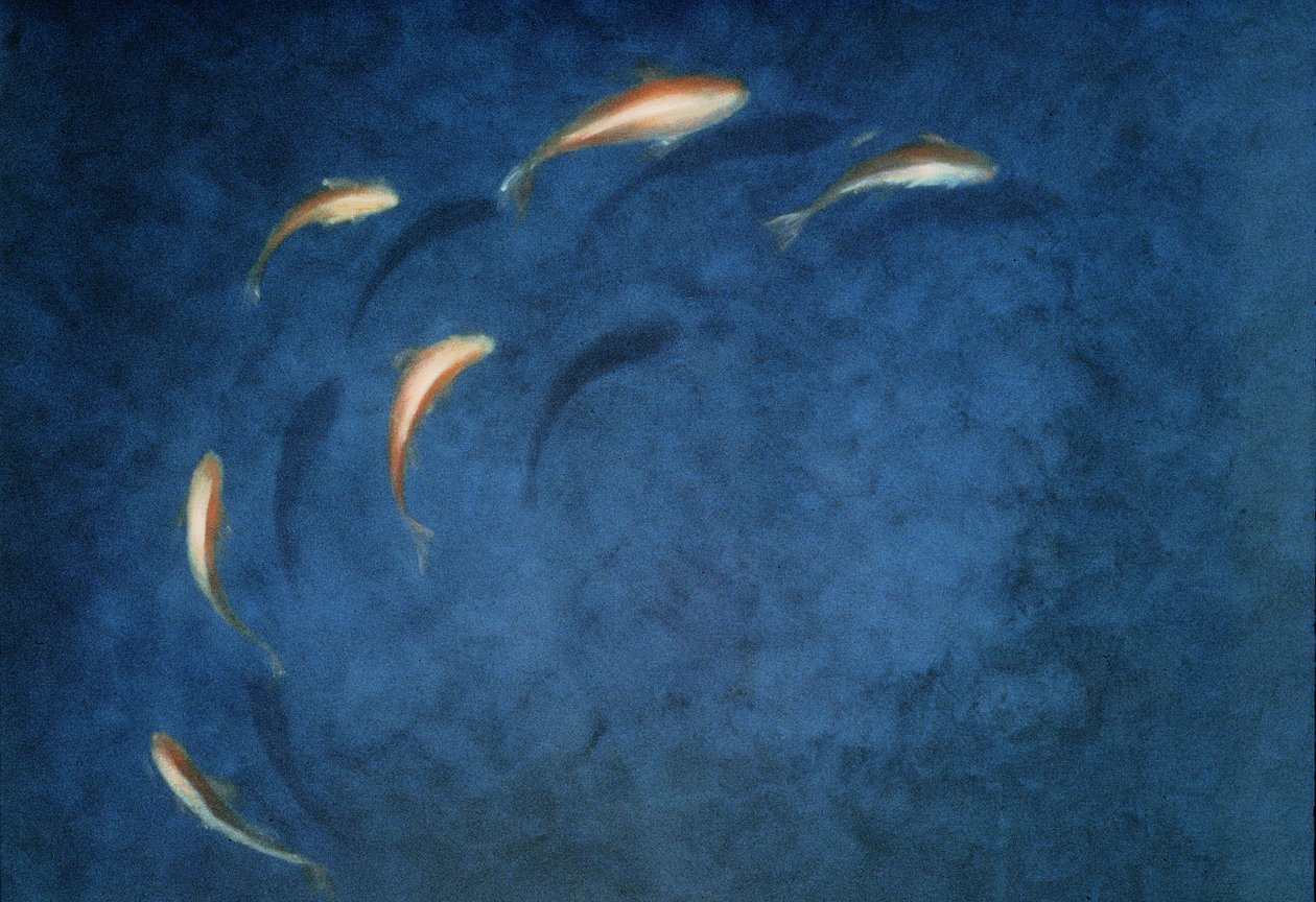 Bassin aux poissons rouges - Lincoln Seligman